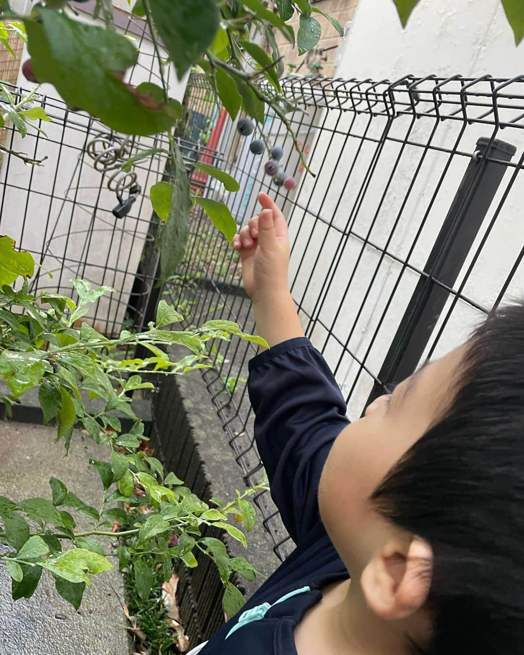 星野涼子さんのインスタグラム写真 - (星野涼子Instagram)「夏休み中、実家でもトマトやブルーベリーをたくさん収穫😆  (気まぐれ思い出振り返り(笑)  #夏休み　#実家　#トマト　#ブルーベリー　#収穫体験　#tomato #blueberry #아들 #아들스타그램」10月19日 0時09分 - ryoko.hoshino