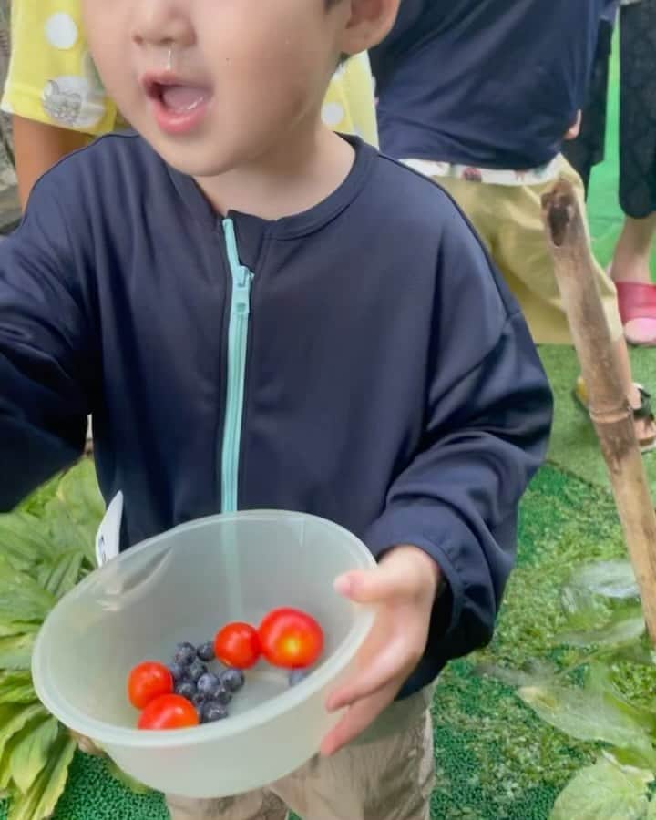 星野涼子のインスタグラム：「夏休み中、実家でもトマトやブルーベリーをたくさん収穫😆  (気まぐれ思い出振り返り(笑)  #夏休み　#実家　#トマト　#ブルーベリー　#収穫体験　#tomato #blueberry #아들 #아들스타그램」