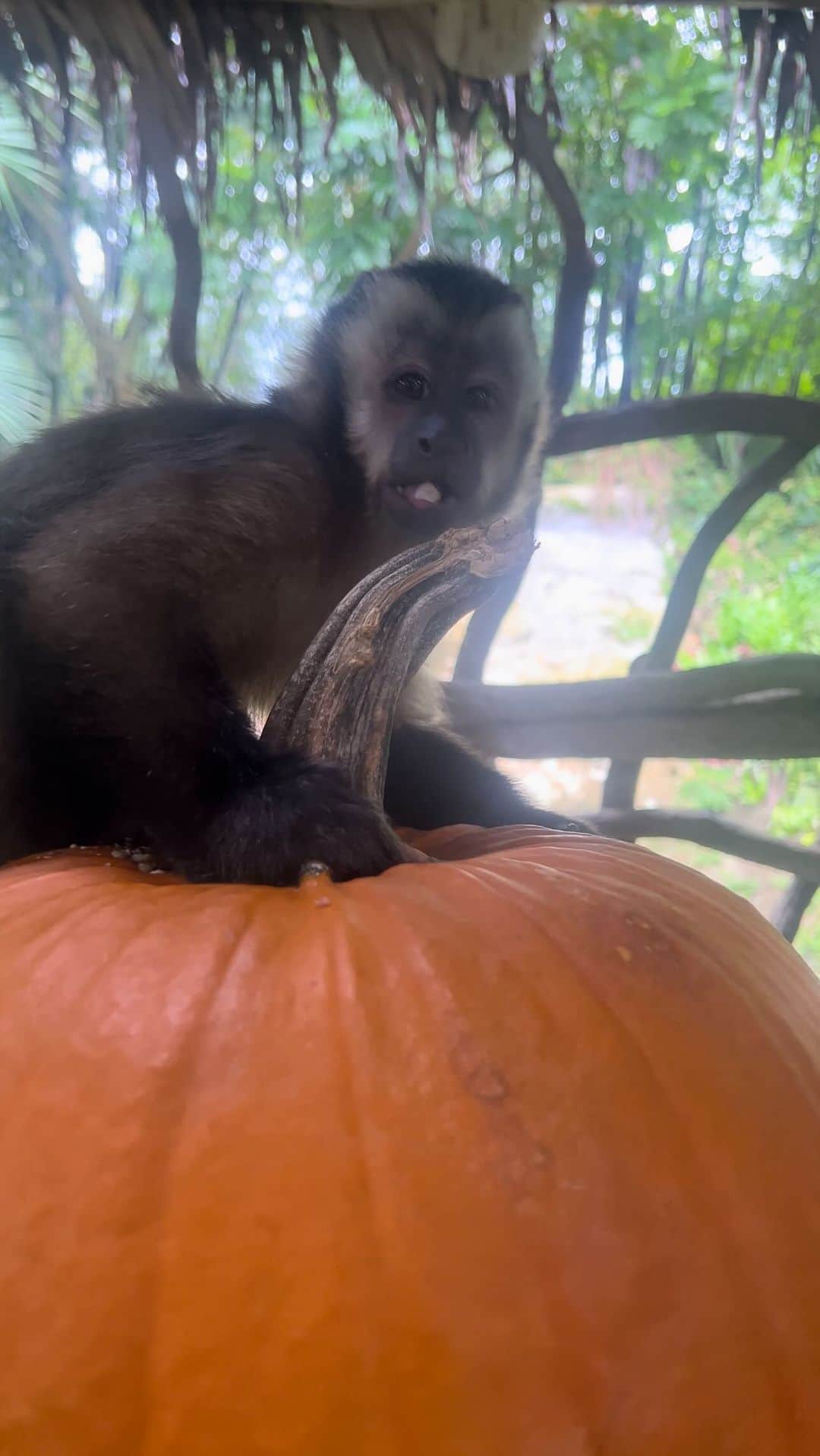 Zoological Wildlife Foundationのインスタグラム：「Have you visited our #pumpkinpatch yet? You never know who you’ll meet when you stop by for your photo opportunity. 📸 🎃   When you visit, you’re not only indulging in seasonal delight, but you’re also supporting our mission of wildlife conservation. Every ticket purchase directly contributes to our efforts to protect and preserve endangered species.  Don’t miss out on this extraordinary experience! Tickets are selling fast, so hurry and secure your spot to enjoy the perfect blend of wildlife and pumpkin magic. Join us at the Zoological Wildlife Foundation and create cherished memories this pumpkin season!  #spookyseason #harvest #fall #thingstodoinmiami」