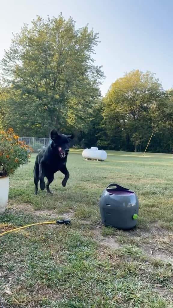 DogsOf Instagramのインスタグラム：「It’s the little things in life 🎾🐶 fetched w/ permission from @thelifeofsusy on Tiktok   . . . #dogsofinstagram #hapoydoggo #ballobsessed」