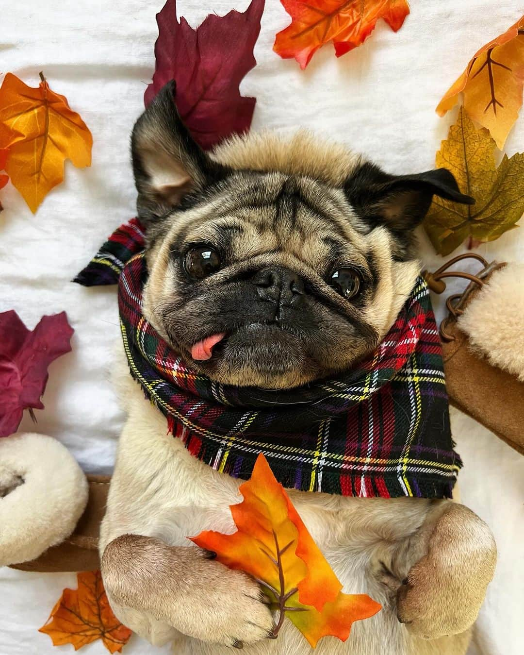 itsdougthepugのインスタグラム：「“We go together like Pugs and Uggs” -Doug」