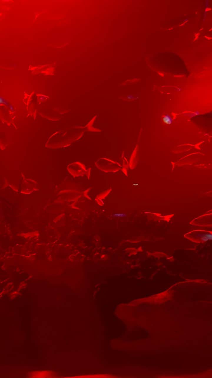 江口千夏のインスタグラム：「TERROR Night Aquarium🪼 in sunshine aquarium  #テラーナイトアクアリウム #サンシャイン水族館 #池袋サンシャインシティ #水族館 #tokyo #ikebukuro」
