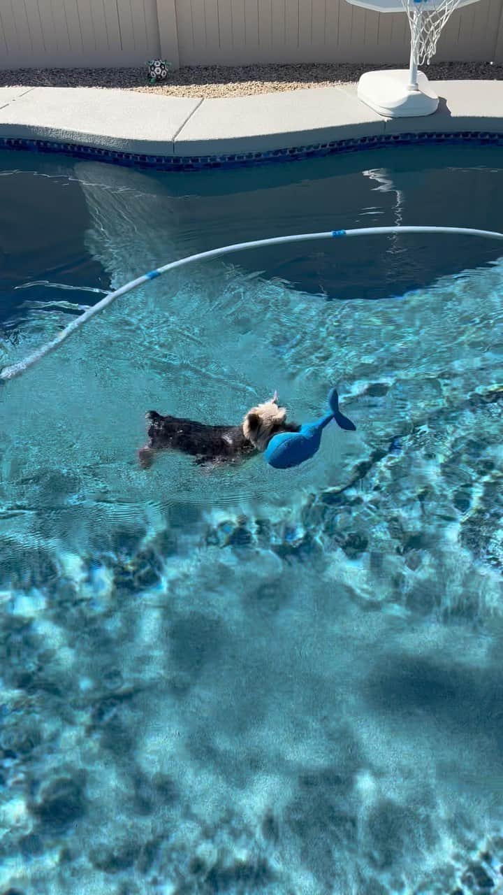 のインスタグラム：「Max 💭 I got you buddy! ♥️🫶🏼🥰💪🏼💦☀️ #IGotYou #IGotYourBack #WaterRescue #LifeguardOnDuty #StrongPuppy #HelpMePlease #WorkingDog #SeniorDogsRock #OneLastSwim #BlueWhale」