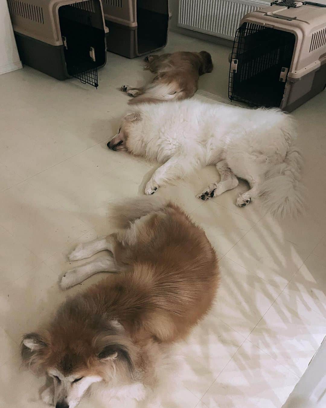 鈴井貴之のインスタグラム：「縦列にワンコが寝てます。 ハウスはガラ空きですね。 おやすみなさい🌙」