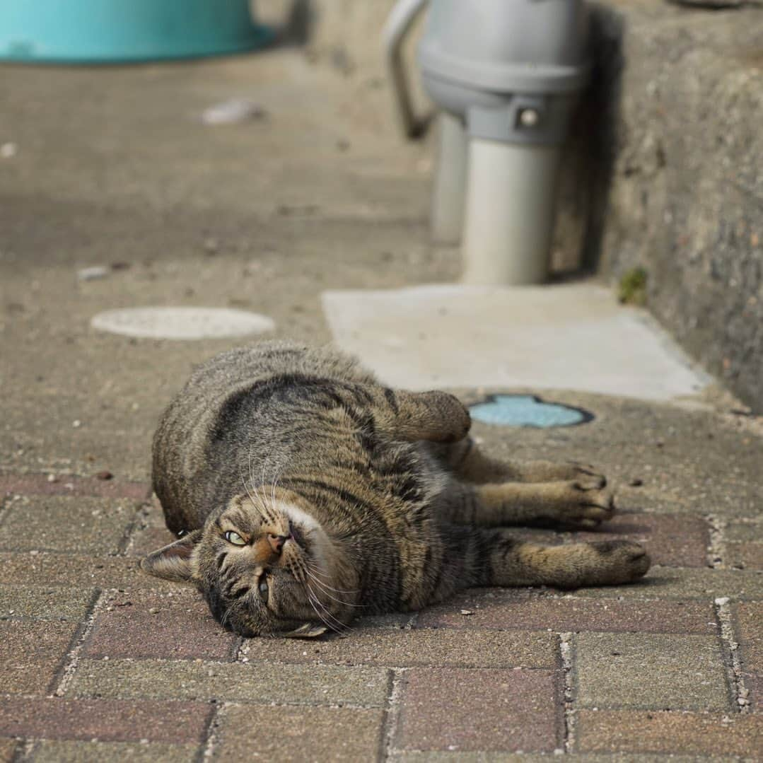 五十嵐健太のインスタグラム：「日向ぼっこ日和 #猫」