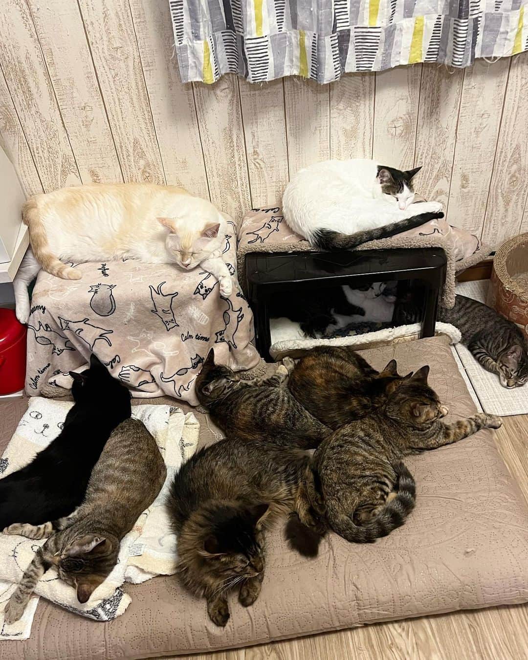marimon0703__のインスタグラム：「最近猫達に人気の場所。 ここしか寝るところないと思われちゃう😂  #子猫里親募集 #里親募集中 #里親募集猫#猫のいる暮らし#保護猫を家族に  #日常  @marimon0703_hogoneko222 (里親募集アカウント)」