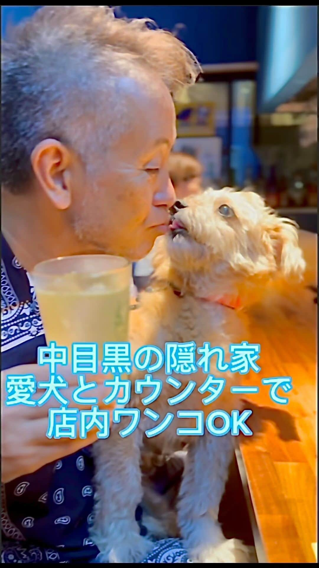 宮本亜門のインスタグラム：「おさけが すすむくん😁だって  #室内犬okのお店 #中目黒　#池尻大橋　#隠れ家　#犬ファースト　#クラフトジン　#魚料理がおすすめ　#看板犬おとなしい　#素敵なご夫婦がされてます　#保存してね　#宮本亞門　#保護犬ビートmix #犬のいる暮らし  #いぬのきもち #イヌゴヤバル  @1n58inugoyabal」