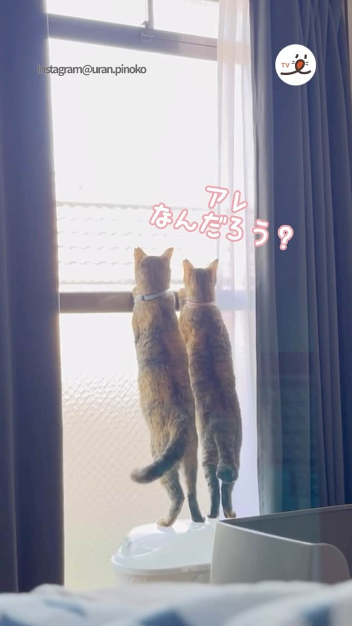 PECOねこ部のインスタグラム：「「仲良し姉妹の平和な1日🥰」  ㅤㅤ 今回素敵な動画を提供してくださったのは… @uran.pinoko さん（ウランちゃんとピノコちゃん） 他にも素敵なお写真がたくさんあるので ぜひ遊びに行ってみてね♪ ㅤㅤ ㅤㅤ ㅤㅤ 〖 #pecoいぬ部（ #ペコねこ部 ） 〗をつけてご投稿いただくと PECOのSNSで楽しくご紹介させていただきます😋 フォロー&コメントお待ちしています✨ ㅤㅤ ㅤㅤ  ============================== @pecodogs（ @pecocats ）☚YouTubeでも可愛いワンコ（ニャンコ）紹介中🐶💕 ==============================  #犬のいる暮らし #犬部 #犬好きな人と繋がりたい #dogstagram #doglover #멍스타그램 #개스타그램  #平和な1日 #幸せな光景 #姉妹猫  #元保護猫 #麦わら猫姉妹」