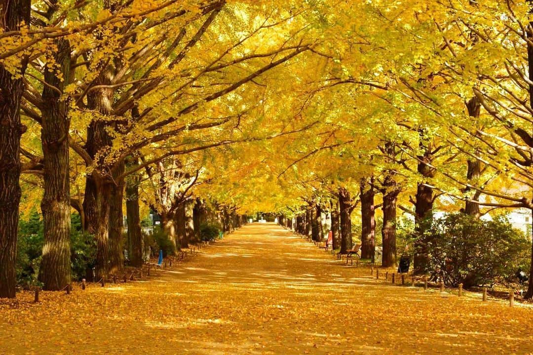 JALのインスタグラム：「. 都内の紅葉スポット✨ 黄金色に輝く #国営昭和記念公園 のイチョウ並木🌳 #UncommonOctober . . Photo by @yo38ma Post your memories with #FlyJAL  #JapanAirlines #JAL #travel #秋 #日本の秋 #紅葉 #紅葉スポット #銀杏並木 #イチョウ #黄色い世界 #紅葉のトンネル #東京 #絶景 #絶景スポット #日本 #日本の絶景 #国内旅行 #旅行 #日本航空」