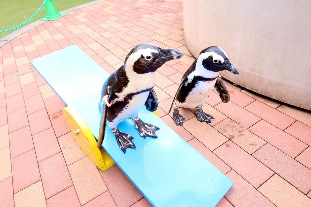 アクアパーク品川さんのインスタグラム写真 - (アクアパーク品川Instagram)「ペンギンのミニパフォーマンス🐧 身体能力を活かしてさまざまな遊具に挑戦しています！  #ケープペンギン #africanpenguin #ペンギン #penguin #ミニパフォーマンス #フレンドリースクエア #シーソー #生きもの #スポーツの秋 #マクセルアクアパーク品川 #MaxellAquaParkShinagawa #アクアパーク #aquapark #アクアパーク品川 #aquaparkshinagawa #水族館 #aquarium #水族館デート #東京 #都内 #品川 #駅近 #東京観光 #屋内遊び場 #品川プリンスホテル #品プリ」10月18日 18時00分 - aquapark_official