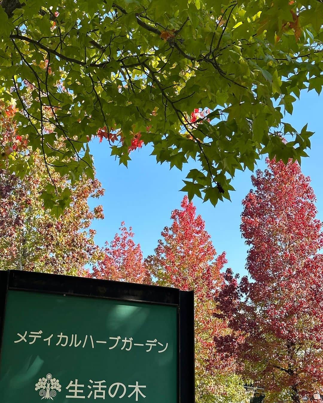 生活の木 メディカルハーブガーデン薬香草園【公式】さんのインスタグラム写真 - (生活の木 メディカルハーブガーデン薬香草園【公式】Instagram)「【2023年10月18日ガーデン便り】 雲ひとつない空の広がる気持ちのよい日でしたね。 朝晩はぐっと冷え込んできたので ローズヒップも気づけば赤くなってきました ⁡ ❶ モミジバフウの紅葉 赤黒くなる年もありますが 今年はとっても綺麗に冴えた赤です 寒暖差が激しいからでしょうか ⁡ ❷ 周りに高い建物がない 高台にあるガーデンなので 開放感があります ⁡ ⁡ ❸ 今一番名前を聞かれる 美しいグラスは呪文のような名前！🪄 ミューレンベルギア　カピラリス ⁡ ⁡ ❹ ダリア「セクシーポーズ」 やさしいピンクのグラデーションがかわいい！ ⁡ ❺ ダリア「花笠乙女」と秋明菊 ⁡ ❻ ようやく実ってきました食用ほおづき ⁡ ❼ 色づきはじめたカボスの実 ⁡ ❽ 短日植物のローゼル お彼岸すぎからつぼみをつけます ⁡ ⁡ #薬香草園　#生活の木 #ハーブガーデン」10月18日 17時59分 - treeoflife_garden