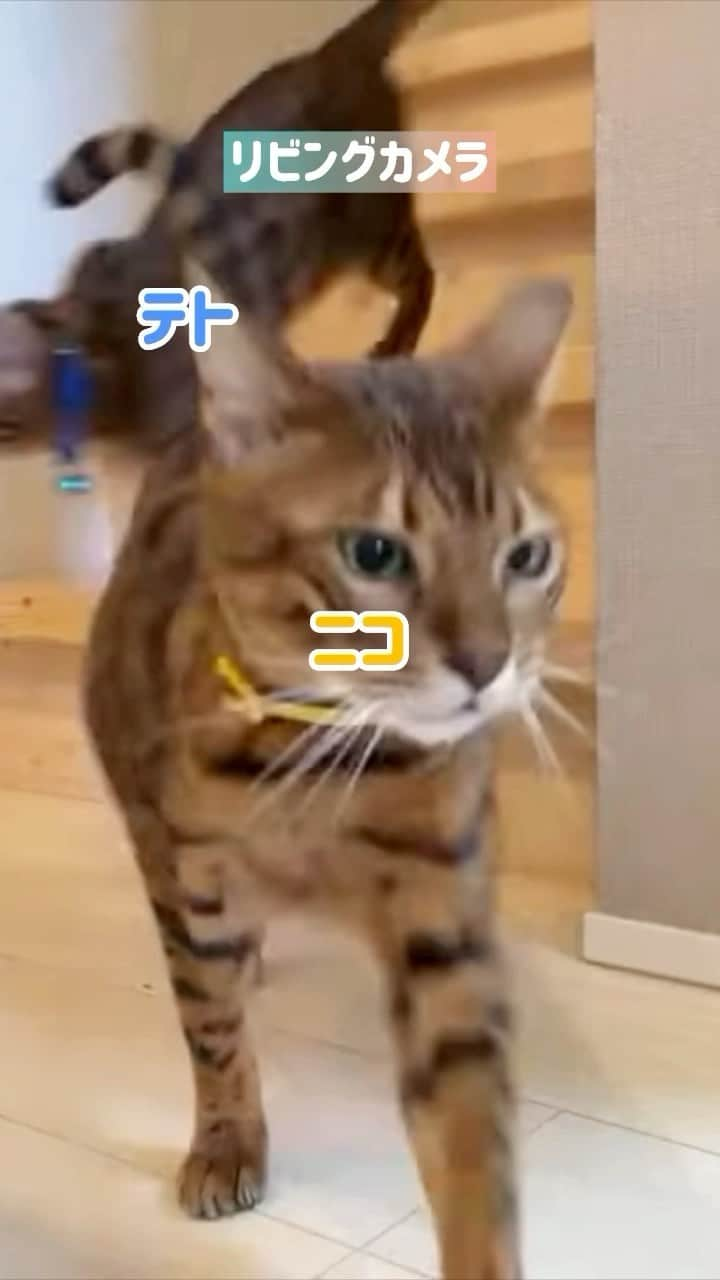 にゃんたまハウスのインスタグラム：「ベンガル4匹猛ダッシュ💨（猫レース10/18） #猫レース #にゃんたまHOUSE #ベンガル猫 #youtubeもよろしく #黒猫 #ねこ部」