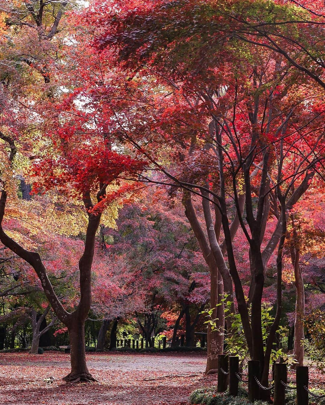 TOBU RAILWAY（東武鉄道）さんのインスタグラム写真 - (TOBU RAILWAY（東武鉄道）Instagram)「. . 📍Niiza City – Autumn Leaves at Heirinji Temple Take a walk through the temple grounds’ forest and view the beautiful fallen leaves! . Heirinji Temple is located in Niiza City in Saitama Prefecture. The best time to see the beautiful autumn leaves here is every year from mid-November to early-December. Visitors to Heirinji Temple are charmed by the distinctive, colorful beauty of the autumn leaves, which bloom in red, yellow, and green. Enjoy the fallen leaves at Heirinji Temple, said to be the leading spot for viewing them in Saitama Prefecture. *Heirinji Temple is a dojo for Zen training, so when you visit, please do not interrupt this training. This includes not speaking in a loud voice, using your cell phone, or walking with loud footsteps. 📷by @ns1947 Thank you! . . . . Please comment "💛" if you impressed from this post. Also saving posts is very convenient when you look again :) . . #visituslater #stayinspired #nexttripdestination . . #heirinji #temple #autumleaves #recommend #japantrip #travelgram #tobujapantrip #unknownjapan #jp_gallery #visitjapan #japan_of_insta #art_of_japan #instatravel #japan #instagood #travel_japan #exoloretheworld #ig_japan #explorejapan #travelinjapan #beautifuldestinations #toburailway #japan_vacations」10月18日 18時00分 - tobu_japan_trip