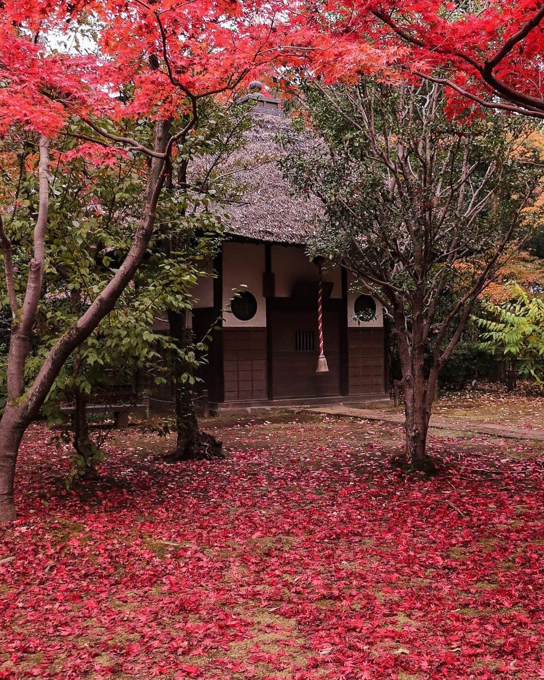 TOBU RAILWAY（東武鉄道）さんのインスタグラム写真 - (TOBU RAILWAY（東武鉄道）Instagram)「. . 📍Niiza City – Autumn Leaves at Heirinji Temple Take a walk through the temple grounds’ forest and view the beautiful fallen leaves! . Heirinji Temple is located in Niiza City in Saitama Prefecture. The best time to see the beautiful autumn leaves here is every year from mid-November to early-December. Visitors to Heirinji Temple are charmed by the distinctive, colorful beauty of the autumn leaves, which bloom in red, yellow, and green. Enjoy the fallen leaves at Heirinji Temple, said to be the leading spot for viewing them in Saitama Prefecture. *Heirinji Temple is a dojo for Zen training, so when you visit, please do not interrupt this training. This includes not speaking in a loud voice, using your cell phone, or walking with loud footsteps. 📷by @ns1947 Thank you! . . . . Please comment "💛" if you impressed from this post. Also saving posts is very convenient when you look again :) . . #visituslater #stayinspired #nexttripdestination . . #heirinji #temple #autumleaves #recommend #japantrip #travelgram #tobujapantrip #unknownjapan #jp_gallery #visitjapan #japan_of_insta #art_of_japan #instatravel #japan #instagood #travel_japan #exoloretheworld #ig_japan #explorejapan #travelinjapan #beautifuldestinations #toburailway #japan_vacations」10月18日 18時00分 - tobu_japan_trip