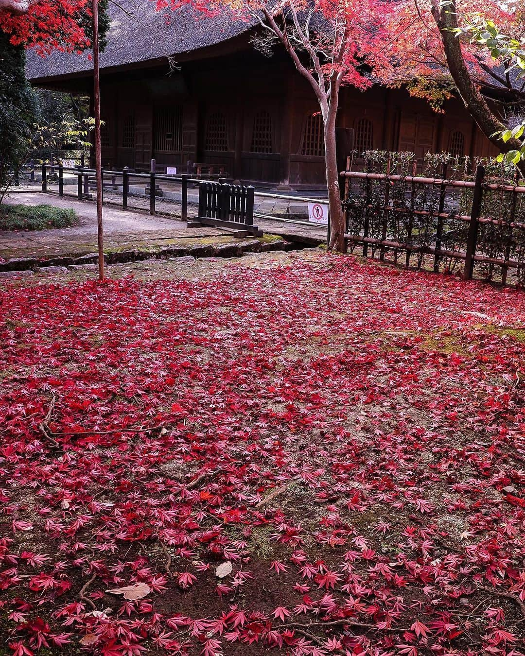 TOBU RAILWAY（東武鉄道）さんのインスタグラム写真 - (TOBU RAILWAY（東武鉄道）Instagram)「. . 📍Niiza City – Autumn Leaves at Heirinji Temple Take a walk through the temple grounds’ forest and view the beautiful fallen leaves! . Heirinji Temple is located in Niiza City in Saitama Prefecture. The best time to see the beautiful autumn leaves here is every year from mid-November to early-December. Visitors to Heirinji Temple are charmed by the distinctive, colorful beauty of the autumn leaves, which bloom in red, yellow, and green. Enjoy the fallen leaves at Heirinji Temple, said to be the leading spot for viewing them in Saitama Prefecture. *Heirinji Temple is a dojo for Zen training, so when you visit, please do not interrupt this training. This includes not speaking in a loud voice, using your cell phone, or walking with loud footsteps. 📷by @ns1947 Thank you! . . . . Please comment "💛" if you impressed from this post. Also saving posts is very convenient when you look again :) . . #visituslater #stayinspired #nexttripdestination . . #heirinji #temple #autumleaves #recommend #japantrip #travelgram #tobujapantrip #unknownjapan #jp_gallery #visitjapan #japan_of_insta #art_of_japan #instatravel #japan #instagood #travel_japan #exoloretheworld #ig_japan #explorejapan #travelinjapan #beautifuldestinations #toburailway #japan_vacations」10月18日 18時00分 - tobu_japan_trip