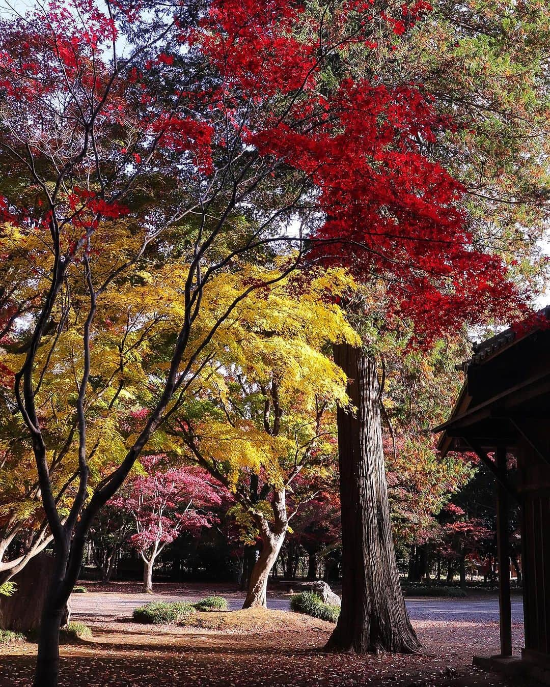 TOBU RAILWAY（東武鉄道）さんのインスタグラム写真 - (TOBU RAILWAY（東武鉄道）Instagram)「. . 📍Niiza City – Autumn Leaves at Heirinji Temple Take a walk through the temple grounds’ forest and view the beautiful fallen leaves! . Heirinji Temple is located in Niiza City in Saitama Prefecture. The best time to see the beautiful autumn leaves here is every year from mid-November to early-December. Visitors to Heirinji Temple are charmed by the distinctive, colorful beauty of the autumn leaves, which bloom in red, yellow, and green. Enjoy the fallen leaves at Heirinji Temple, said to be the leading spot for viewing them in Saitama Prefecture. *Heirinji Temple is a dojo for Zen training, so when you visit, please do not interrupt this training. This includes not speaking in a loud voice, using your cell phone, or walking with loud footsteps. 📷by @ns1947 Thank you! . . . . Please comment "💛" if you impressed from this post. Also saving posts is very convenient when you look again :) . . #visituslater #stayinspired #nexttripdestination . . #heirinji #temple #autumleaves #recommend #japantrip #travelgram #tobujapantrip #unknownjapan #jp_gallery #visitjapan #japan_of_insta #art_of_japan #instatravel #japan #instagood #travel_japan #exoloretheworld #ig_japan #explorejapan #travelinjapan #beautifuldestinations #toburailway #japan_vacations」10月18日 18時00分 - tobu_japan_trip