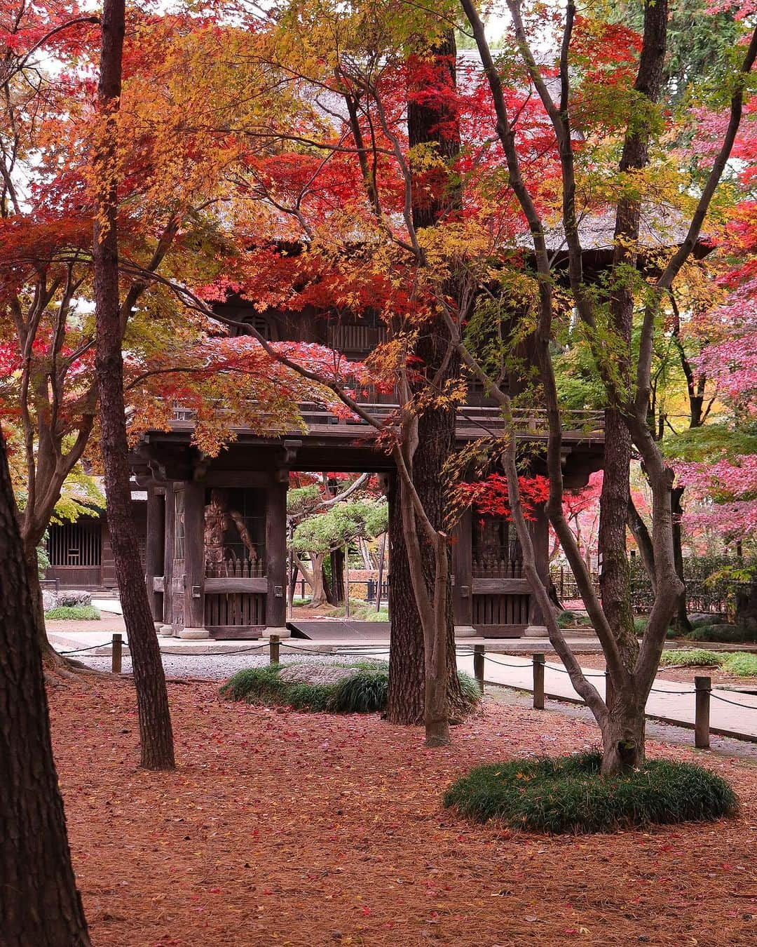 TOBU RAILWAY（東武鉄道）さんのインスタグラム写真 - (TOBU RAILWAY（東武鉄道）Instagram)「. . 📍Niiza City – Autumn Leaves at Heirinji Temple Take a walk through the temple grounds’ forest and view the beautiful fallen leaves! . Heirinji Temple is located in Niiza City in Saitama Prefecture. The best time to see the beautiful autumn leaves here is every year from mid-November to early-December. Visitors to Heirinji Temple are charmed by the distinctive, colorful beauty of the autumn leaves, which bloom in red, yellow, and green. Enjoy the fallen leaves at Heirinji Temple, said to be the leading spot for viewing them in Saitama Prefecture. *Heirinji Temple is a dojo for Zen training, so when you visit, please do not interrupt this training. This includes not speaking in a loud voice, using your cell phone, or walking with loud footsteps. 📷by @ns1947 Thank you! . . . . Please comment "💛" if you impressed from this post. Also saving posts is very convenient when you look again :) . . #visituslater #stayinspired #nexttripdestination . . #heirinji #temple #autumleaves #recommend #japantrip #travelgram #tobujapantrip #unknownjapan #jp_gallery #visitjapan #japan_of_insta #art_of_japan #instatravel #japan #instagood #travel_japan #exoloretheworld #ig_japan #explorejapan #travelinjapan #beautifuldestinations #toburailway #japan_vacations」10月18日 18時00分 - tobu_japan_trip