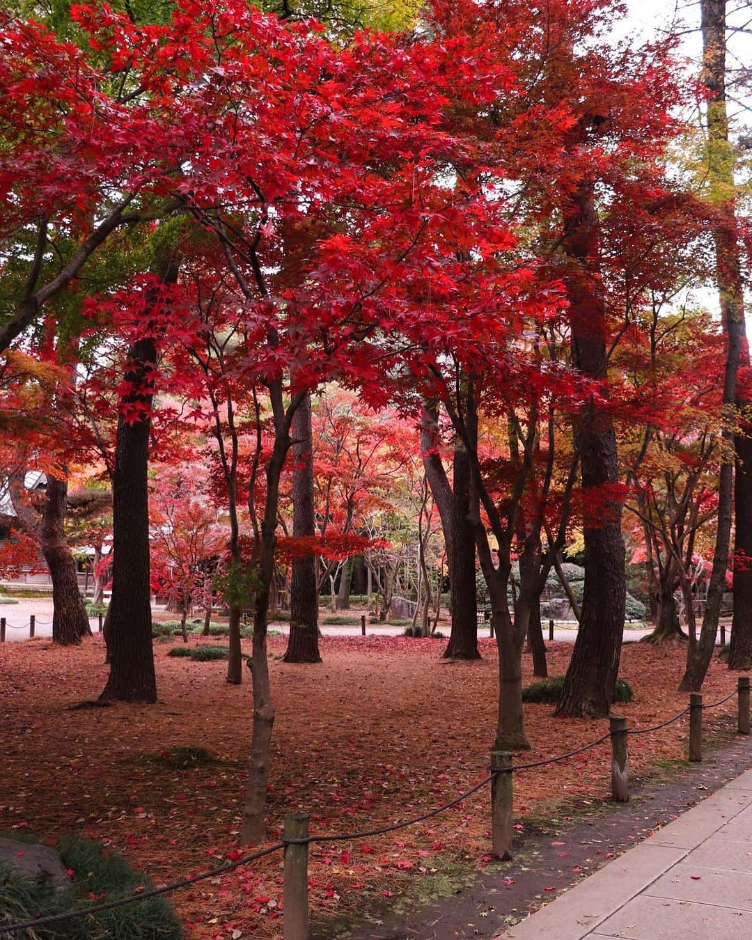 TOBU RAILWAY（東武鉄道）さんのインスタグラム写真 - (TOBU RAILWAY（東武鉄道）Instagram)「. . 📍Niiza City – Autumn Leaves at Heirinji Temple Take a walk through the temple grounds’ forest and view the beautiful fallen leaves! . Heirinji Temple is located in Niiza City in Saitama Prefecture. The best time to see the beautiful autumn leaves here is every year from mid-November to early-December. Visitors to Heirinji Temple are charmed by the distinctive, colorful beauty of the autumn leaves, which bloom in red, yellow, and green. Enjoy the fallen leaves at Heirinji Temple, said to be the leading spot for viewing them in Saitama Prefecture. *Heirinji Temple is a dojo for Zen training, so when you visit, please do not interrupt this training. This includes not speaking in a loud voice, using your cell phone, or walking with loud footsteps. 📷by @ns1947 Thank you! . . . . Please comment "💛" if you impressed from this post. Also saving posts is very convenient when you look again :) . . #visituslater #stayinspired #nexttripdestination . . #heirinji #temple #autumleaves #recommend #japantrip #travelgram #tobujapantrip #unknownjapan #jp_gallery #visitjapan #japan_of_insta #art_of_japan #instatravel #japan #instagood #travel_japan #exoloretheworld #ig_japan #explorejapan #travelinjapan #beautifuldestinations #toburailway #japan_vacations」10月18日 18時00分 - tobu_japan_trip