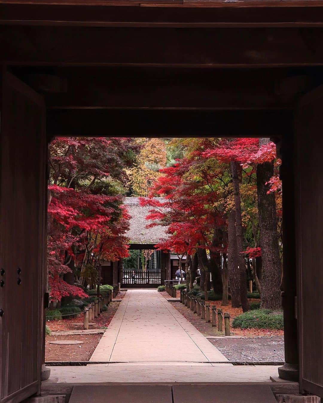 TOBU RAILWAY（東武鉄道）さんのインスタグラム写真 - (TOBU RAILWAY（東武鉄道）Instagram)「. . 📍Niiza City – Autumn Leaves at Heirinji Temple Take a walk through the temple grounds’ forest and view the beautiful fallen leaves! . Heirinji Temple is located in Niiza City in Saitama Prefecture. The best time to see the beautiful autumn leaves here is every year from mid-November to early-December. Visitors to Heirinji Temple are charmed by the distinctive, colorful beauty of the autumn leaves, which bloom in red, yellow, and green. Enjoy the fallen leaves at Heirinji Temple, said to be the leading spot for viewing them in Saitama Prefecture. *Heirinji Temple is a dojo for Zen training, so when you visit, please do not interrupt this training. This includes not speaking in a loud voice, using your cell phone, or walking with loud footsteps. 📷by @ns1947 Thank you! . . . . Please comment "💛" if you impressed from this post. Also saving posts is very convenient when you look again :) . . #visituslater #stayinspired #nexttripdestination . . #heirinji #temple #autumleaves #recommend #japantrip #travelgram #tobujapantrip #unknownjapan #jp_gallery #visitjapan #japan_of_insta #art_of_japan #instatravel #japan #instagood #travel_japan #exoloretheworld #ig_japan #explorejapan #travelinjapan #beautifuldestinations #toburailway #japan_vacations」10月18日 18時00分 - tobu_japan_trip
