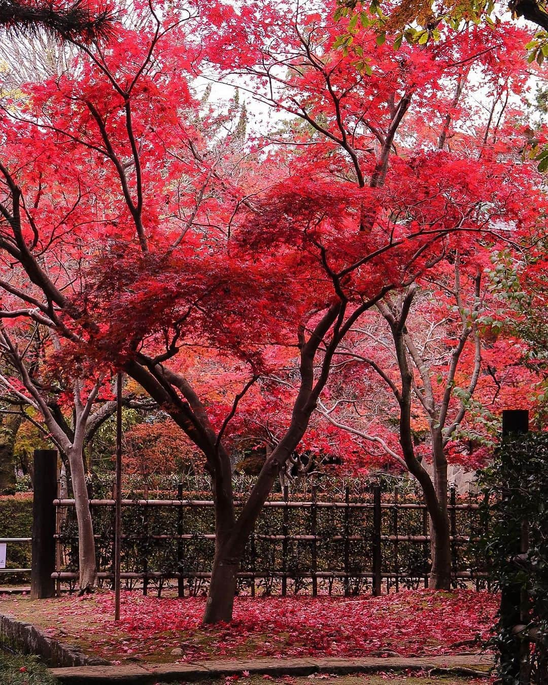 TOBU RAILWAY（東武鉄道）さんのインスタグラム写真 - (TOBU RAILWAY（東武鉄道）Instagram)「. . 📍Niiza City – Autumn Leaves at Heirinji Temple Take a walk through the temple grounds’ forest and view the beautiful fallen leaves! . Heirinji Temple is located in Niiza City in Saitama Prefecture. The best time to see the beautiful autumn leaves here is every year from mid-November to early-December. Visitors to Heirinji Temple are charmed by the distinctive, colorful beauty of the autumn leaves, which bloom in red, yellow, and green. Enjoy the fallen leaves at Heirinji Temple, said to be the leading spot for viewing them in Saitama Prefecture. *Heirinji Temple is a dojo for Zen training, so when you visit, please do not interrupt this training. This includes not speaking in a loud voice, using your cell phone, or walking with loud footsteps. 📷by @ns1947 Thank you! . . . . Please comment "💛" if you impressed from this post. Also saving posts is very convenient when you look again :) . . #visituslater #stayinspired #nexttripdestination . . #heirinji #temple #autumleaves #recommend #japantrip #travelgram #tobujapantrip #unknownjapan #jp_gallery #visitjapan #japan_of_insta #art_of_japan #instatravel #japan #instagood #travel_japan #exoloretheworld #ig_japan #explorejapan #travelinjapan #beautifuldestinations #toburailway #japan_vacations」10月18日 18時00分 - tobu_japan_trip