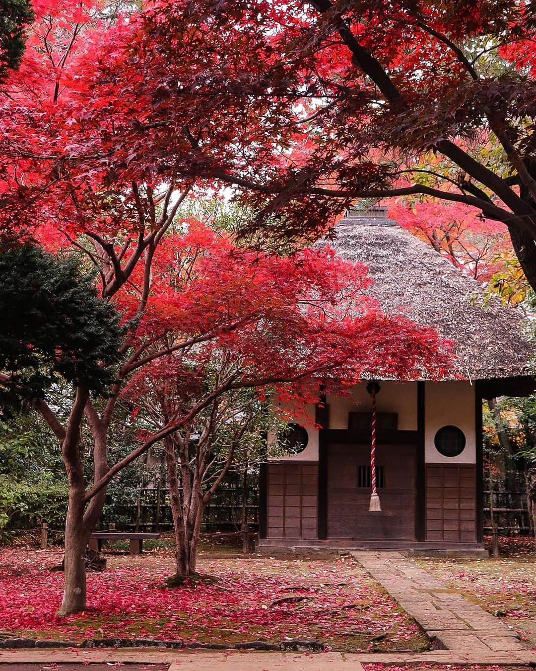 TOBU RAILWAY（東武鉄道）のインスタグラム：「. . 📍Niiza City – Autumn Leaves at Heirinji Temple Take a walk through the temple grounds’ forest and view the beautiful fallen leaves! . Heirinji Temple is located in Niiza City in Saitama Prefecture. The best time to see the beautiful autumn leaves here is every year from mid-November to early-December. Visitors to Heirinji Temple are charmed by the distinctive, colorful beauty of the autumn leaves, which bloom in red, yellow, and green. Enjoy the fallen leaves at Heirinji Temple, said to be the leading spot for viewing them in Saitama Prefecture. *Heirinji Temple is a dojo for Zen training, so when you visit, please do not interrupt this training. This includes not speaking in a loud voice, using your cell phone, or walking with loud footsteps. 📷by @ns1947 Thank you! . . . . Please comment "💛" if you impressed from this post. Also saving posts is very convenient when you look again :) . . #visituslater #stayinspired #nexttripdestination . . #heirinji #temple #autumleaves #recommend #japantrip #travelgram #tobujapantrip #unknownjapan #jp_gallery #visitjapan #japan_of_insta #art_of_japan #instatravel #japan #instagood #travel_japan #exoloretheworld #ig_japan #explorejapan #travelinjapan #beautifuldestinations #toburailway #japan_vacations」