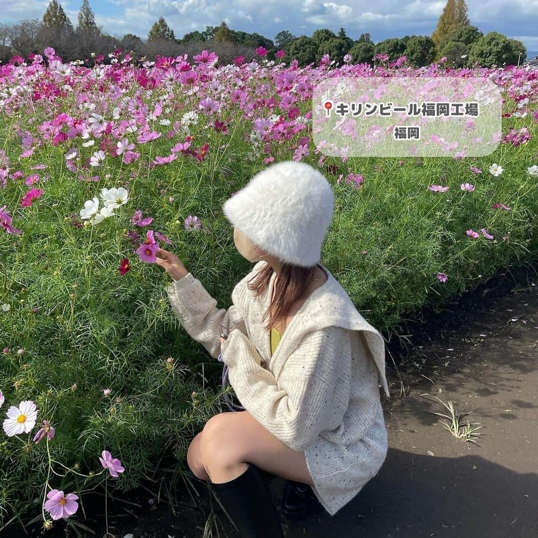 RiLiさんのインスタグラム写真 - (RiLiInstagram)「秋のお出かけにとってもオススメ🪄︎︎【秋のお花畑フォト】🧸📷´-  秋は紅葉もとっても綺麗だけど コキア、コスモス、ケイトウなど 見頃のお花もたくさん💐♡  友達や恋人とドライブ🚗がてら 少し遠くのお花畑に行くのがイチオシプランだよ🪄︎︎  秋コーデ👗✖️一面に広がるお花畑🌸の組み合わせは 写真映えも間違いなし✊  ぜひ秋のお出かけの参考にしてみてね♡  R i L i 編 集 部 🫧 Editor-chief @aosimmdr Editor @micomy_02 Writer @‌pink_breathing   🤍🤍🤍  Special thanks💐 Photo by⁣⁣ p.1 @_emeryou_  p.2 @__vaaaa  p.3 @makoko28_  p.4 @chanrio_53  p.5 @lattice_kouka  p.6 @__natu.cf  p.7 @moe___u   RiLiで紹介してもらいたい子は #rili_tokyo を付けてね❕  ⁣  #コキア #コキアパーク #コスモス畑 #秋桜畑  #お花畑コーデ #花畑コーデ #公園コーデ #秋コーデ #秋服コーデ #ドライブコーデ #ドライブデート #デートコーデ #マザー牧場 #キリン花園 #ひたち海浜公園 #カップルフォト #友達フォト #お花畑フォト #お洒落さんと繋がりたい #紅葉 #紅葉フォト」10月18日 18時00分 - rili.tokyo