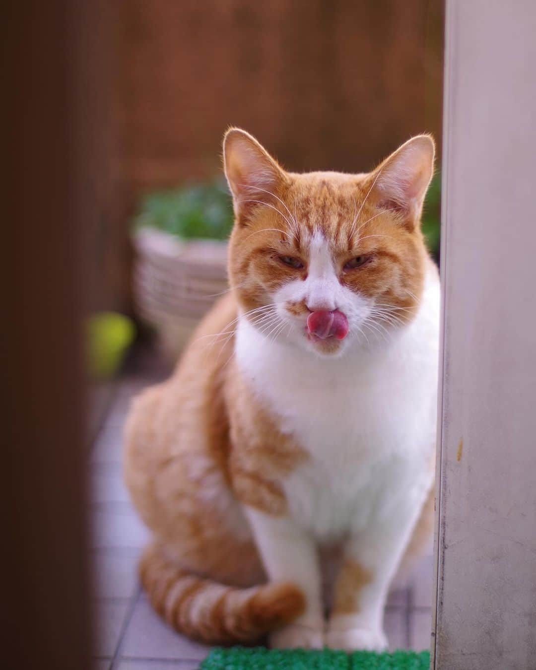 Kachimo Yoshimatsuさんのインスタグラム写真 - (Kachimo YoshimatsuInstagram)「おはようちゃめし！ Good Morning Chameshi! イカスミの後に来た。  イカスミの食べなかったのをペロッと食べて帰って行った｡  #うちの猫ら #猫 #chameshi #ねこ #ニャンスタグラム #にゃんすたぐらむ #ねこのきもち #cat #ネコ #catstagram #ネコ部 http://kachimo.exblog.jp」10月18日 18時11分 - kachimo