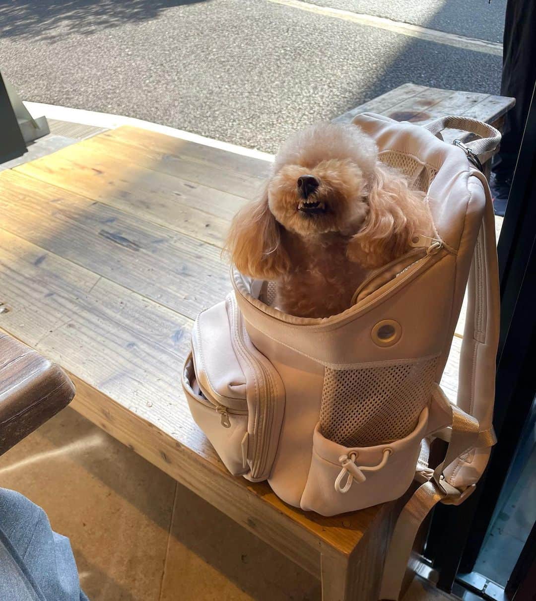 姫歌ひな乃のインスタグラム：「MY BABY 👶  #トイプードル　#cafe」
