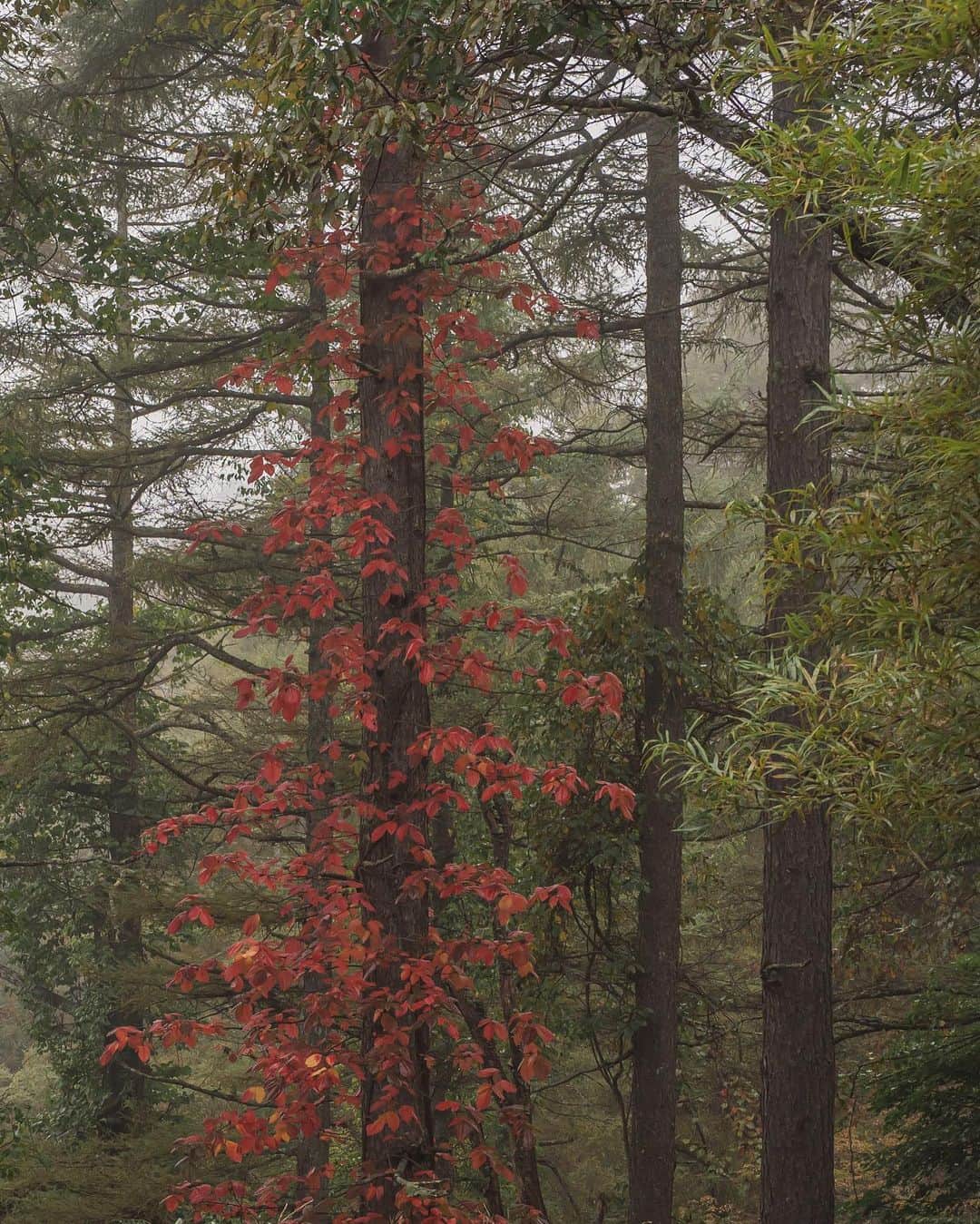 Nanaさんのインスタグラム写真 - (NanaInstagram)「poison ivy🍂  キャンプ場などでも良く見かけるけど、触れると危険なので要注意です⚠️  #autumnleaves #autumncolors #foggyforest」10月18日 18時19分 - necozalenky_life