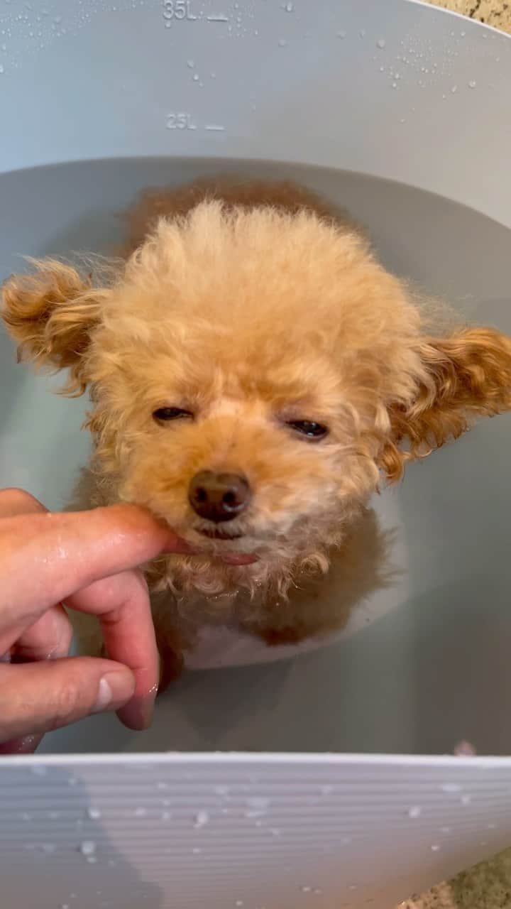 toshiyaotsuboのインスタグラム：「だいぶ気温も落ちて来たのでゆっくりお風呂に入れました🛁🐶 お風呂も新しくしました。 洗濯物入れみたいなやつですが😂 #プードル#トイプードル#ティーカッププードル#犬#poodle#teacuppoodle#toypoodle#dog#dogstagram#instadog#푸들#caniche#Pudel#貴婦狗#animalsco」