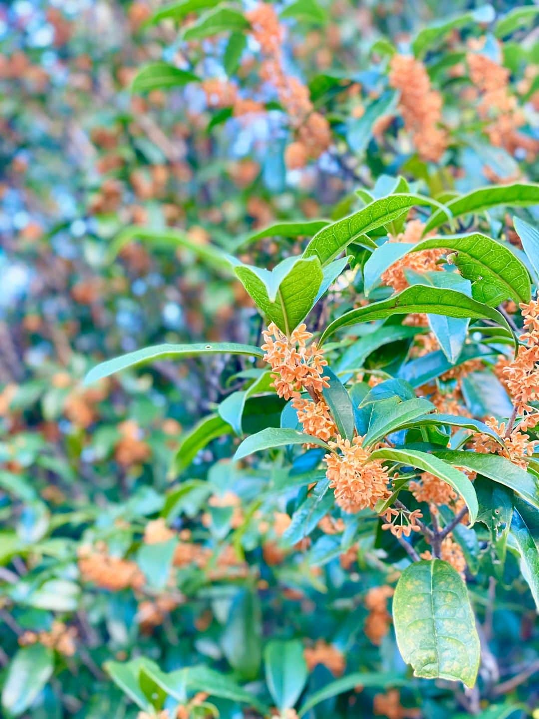 宮崎ともこさんのインスタグラム写真 - (宮崎ともこInstagram)「#自分の出番に咲けばいい  毎日できるだけ短時間でも ウォーキングとかしようとしてる２ヶ月目。  もうウォーキングしても汗かくこともなくなっちゃった。 季節が心地よい季節へと移ってる。  この１週間で急激にどこに行っても 金木犀の甘い香りで そこらじゅうでオレンジ色の花がたくさん。  あんまり植物に詳しくないけど、 「あ、ここに金木犀あったんだ」って気づかせてくれる。  普段香りもなければ何もわからないんだよね。 単なる木々の一つなんだけど。  こうやって一気に季節が来たら どんな木よりも堂々と咲き誇ってる。  コスモスもこうやって 堂々と立派に咲いてるの。 たくさんの人を優しい気持ちにさせてくれる。  自然を見てると、本当にたくさんのことを学ばせてくれる。  「自分の出番が来たら立派に咲く」 出番のない時は、コツコツと 見えないところで生命サイクルの準備がされてる。  ということ。  お手本でしかない。  必ず自分が咲き誇る時が来るので それが当たり前だと思って 粛々と日々を過ごすだけってこと。  秋に咲く花が桜の季節に必死に咲こうとしなくて良いよね。  見えないところでその時のために じっくりと準備をしてるだけ。  私もちょうど３年前から大殺界とやらの期間に入ってるけど まぁ、そんな感じ。  今年は最後の締めくくりの時だけど 振り返ればまあまぁなことあったよね。  でも、それでも、次のステージに向かって 「粛々とやる」って感じです。  焦らなくなったのも本当に 長い目で人生を眺められるようになったから。  ちょうど３年前とかにも 「ん〜〜この３年は新しいことや引っ越しはやめたほうがいですね」って そういえば思い出したら言われた。  これを意識したんじゃなくて、 結局そういう２年になっててw  本当に「次咲く時まで待っててね」ってことだなって 今になって答え合わせ！！  今日は思い立ってやることもあるのに まずはコスモスを見に行こう！と決めてよかった🎶 また来年だもんね！  元気もらってきましたぁ！！ たくさんの外国人観光客が来てたので 「写真撮りましょうか？」って めちゃ声をかけて写真撮って 「ARIGATO」って言われてきた！  楽しい時間でした！！  #コスモス #金木犀 #お散歩 #焦らない #大殺界」10月18日 18時35分 - iionna_happysmilemiyatomo
