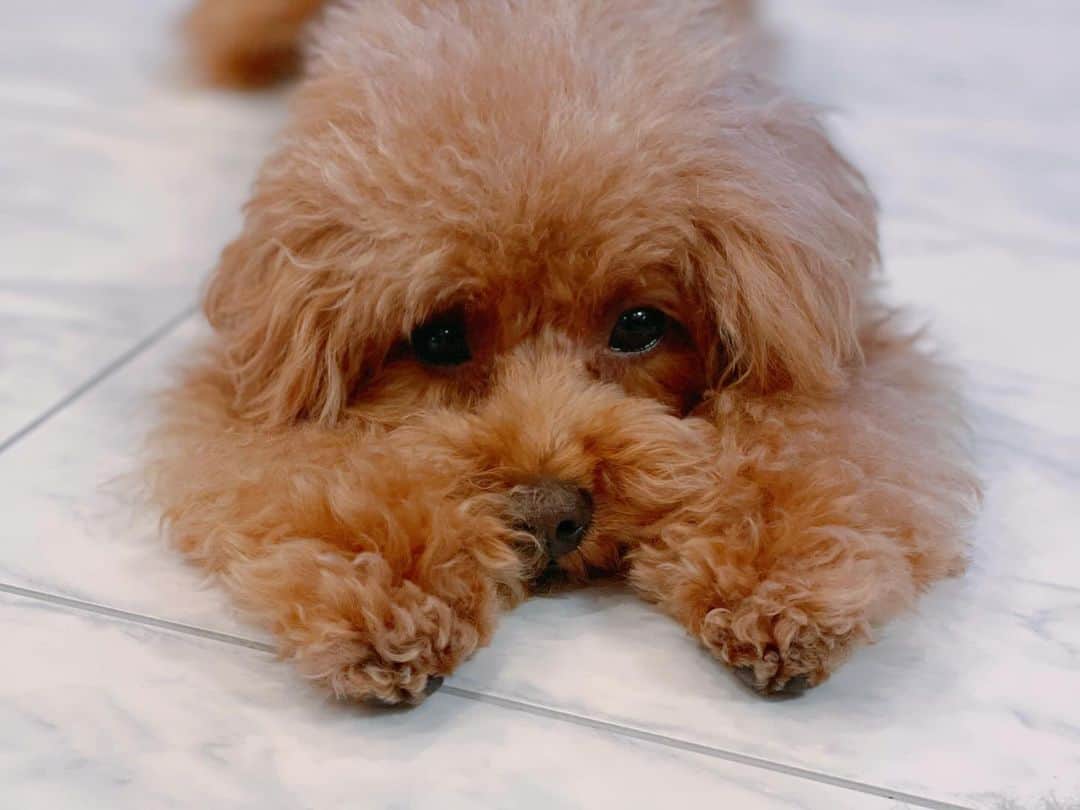 カオルコさんのインスタグラム写真 - (カオルコInstagram)「🐑💤💭  ねるのだ  #ケイくん #犬は頭重くてちょこんと置くんだって #kawaii  #sleep  #dogstagram  #いぬのいる暮らし  #いぬすたぐらむ  #love #lifestyle」10月18日 19時01分 - ka_ruk_
