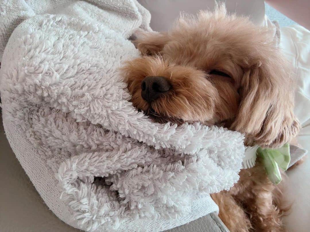 カオルコのインスタグラム：「🐑💤💭  ねるのだ  #ケイくん #犬は頭重くてちょこんと置くんだって #kawaii  #sleep  #dogstagram  #いぬのいる暮らし  #いぬすたぐらむ  #love #lifestyle」