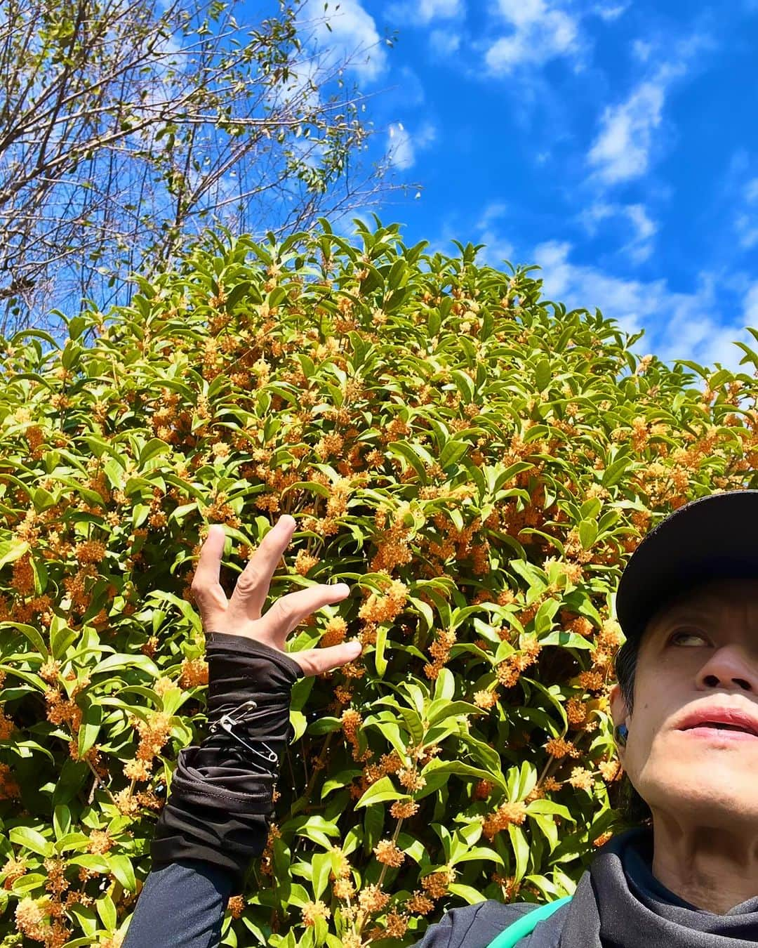 宙也さんのインスタグラム写真 - (宙也Instagram)「金木犀。 花言葉は「謙虚」「謙遜」「気高い人」の他に「真実」「陶酔」「初恋」。」10月18日 19時02分 - chuya_aquarius