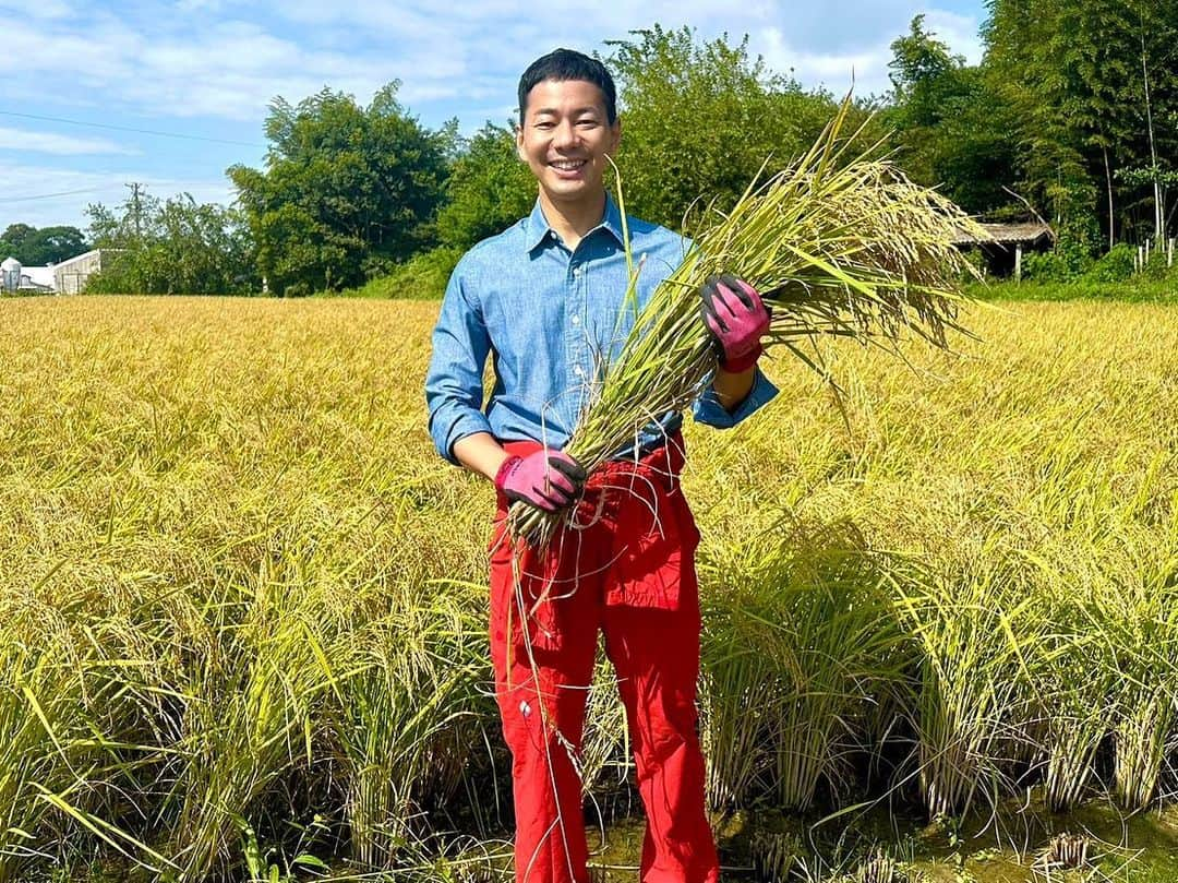 山本左近のインスタグラム：「豊橋市にある 障害福祉サービス事業所が中心となって 自然栽培でお米づくりを行っています🌾  自然栽培とは無農薬、無肥料、無除草剤で、 植物や土の本来持つ力を引き出す農法のこと。  秋晴れの中、たわわに実ってくれた稲を、 高齢者の方や保育園児たちみんなで刈りとりました。  最初は、「農薬や肥料なしじゃできない」 「すぐ土がダメになって育たなくなるよ」 と言われながら始めた稲作は、 早いものでもう7年目。  昨年の稲刈りは参加できなかったのですが、 皆さんのお力を借り今も続けられています。  毎年どれだけできるかは 天気などの影響も大きいのですが、 みんなで手作業でもできるという形で 2反はちょうどいい大きさなのかもしれません。  田植えや手入れ、稲刈りなど実際にやってみると、 当たり前のようにお米をいただける有り難さを 改めて強く感じます。  それは日々農業に 従事してくださっている方々だけでなく、 これまでの基礎を築いてきてくれた祖先や、 作ること以外に携わる物流関係、 はたまた河川の整備、 田んぼや道路を作ってくれた方など、 数えきれないほど多くの皆さんの関わりによって 今日のご飯が食べられるのです。  「箸とらば、天地御代（あめつちみよ）の御恵み（おんめぐみ）、祖先や親の恩を忘れじ」  幼少期、父と一緒にこう呟いた後、 「いただきます」と 食事を始めていた光景が思い出されます。  大人になり改めてこの言葉の意味を噛み締めています。  食料自給率の低さなど 農政を巡る課題は多くありますが、 それでも、飽食やフードロスなどが散見される 現代の恵まれた環境に生きる我々だからこそ、 改めて日々の食事を通じて、 皆さんに感謝し、ご飯を頂きたいと思います。  今日も有り難く、「いただきます」🙏  #愛知県豊橋市 #豊橋市 #稲刈り #障害福祉サービス  #衆議院議員 #山本左近」