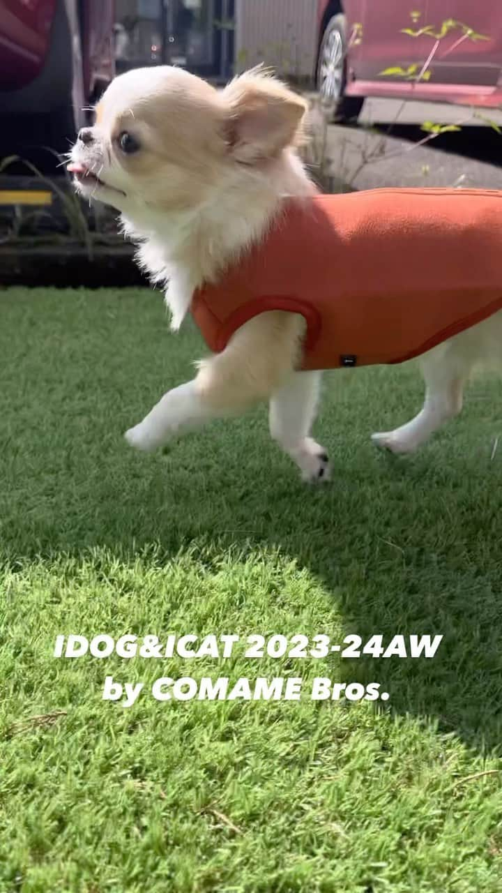 iDog&iCatのインスタグラム：「🐾 IDOG&ICAT 2023-24 AW Selections by COMAME Bros.：新たなる冒険へ飛び出そう🐾  18. 本日のコマメBros.セレクションは「iDog  AIR PUFF リバーシブル後ろ開きベスト」  保温性と通気性を兼ね備える特殊3層構造生地「AIR PUFF」と、サラリとした薄手素材のリバーシブルベストです。 しわになりにくく、美しいシルエットがキープできます。  嬉しいリバーシブルタイプで、気分に合わせて好きな面を表にできます😍 後ろ開きなのでお洋服ビギナーの愛犬や足腰の弱ったシニアにも着せやすいです。  💰 価格：3,025円(税込) 品番： 16795  コツブ（チワワ：2,2Kg）XSサイズ着用 モフコ(ビションプー:3,3kg)Mサイズ着用  ※公式サイトで会員登録していただくと会員割引がご利用いただけます🎵  #コマメブラザーズ#コマメブラザーズセレクション #comameBros #idogicat #idog #アイドッグ  #idogウェアスタイル #2023新作ドッグウェア#idog2023aw新作コレクション #社犬コマメ #idogクリームチーム　#2024秋冬新作 #うちの子優勝 #デカチワワ #ちわすたぐらむ #ドッグウェア#ビションプー#ビションプー子犬 #ドッグウェアショップ」