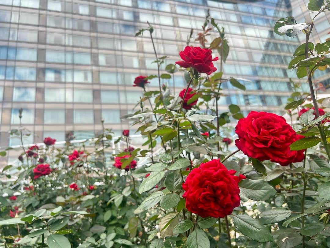 ホテル ニューオータニさんのインスタグラム写真 - (ホテル ニューオータニInstagram)「【本日のレッドローズガーデン／Red Rose Garden Virtual Tour🌹】  引き続き最盛期を迎えているレッドローズガーデン。限定公開は今週日曜日までです。  If you love this photo as we do, please comment with a🌹 stamp! ＊素敵！と思ったら🌹のスタンプをコメントしてください。  🌹レッドローズガーデンスペシャルマンス Red Rose Garden Special Month  2023年9月23日（土・祝）～10月22日（日） September 23- October 22 2023  30種3万輪のバラが咲き誇る屋上庭園Red Rose Gardenを一部の方に向けて特別に開放！期間限定イベントや入場券付きレストランプランを販売しております。  都心の"秘密の花園"で、優雅なひとときをお過ごしください。  The Red Rose Garden, is a rooftop garden with 30,000 roses of 30 different varieties in bloom, now opens to the public! For a limited-time special events will also be held.  Please enjoy a moment of elegance in our "secret garden" in the heart of the city.  ◇ご予約・詳細は@hotelnewotanitokyo プロフィールのURLより「Red Rose Garden」バナーをタップ👆  For reservations and details, tap the "Red Rose Garden" banner from the URL in @hotelnewotanitokyo's profile.  《レッドローズガーデンスペシャルマンス🌹》  期間：2023年9月23日（土・祝）～10月22日（日） 時間：10:00～17:00（最終入場16:30）  入園対象者： ♦ニューオータニクラブ会員の皆さま（ご同伴のお客さまは2名さままで） ♦ホテルニューオータニ（東京）にご宿泊中のすべてのお客さま ♦レッドローズガーデンイベントにご参加のお客さま ♦レッドローズガーデン入場券付レストランプランをご利用のお客さま ♦ご記入済みのニューオータニクラブ入会申込書をご持参の方（1グループ3名さままで） ♦ニューオータニクラブVISAカードのオンライン入会お申し込みをお済みの方（1グループ3名さままで） ※お申し込み番号やお申し込み受付のお知らせメールなど、ご証明のものをご提示いただきます。  #レッドローズガーデン #ローズガーデン #バラ園 #バラ #バラのある暮らし #ガーデニング  #rosegarden #roses #redrosegarden  #ホテル #東京ホテル #ホテルステイ  #ホテルニューオータニ #ニューオータニ #hotelnewotani #newotani #赤坂見附 #赤坂 #四ツ谷 #紀尾井町  #tokyo #japan #tokyotrip  #tokyotravel #tokyohotel  #virtualtour #forbestravelguide #futuretravelguide #thepreferredlife」10月18日 19時23分 - hotelnewotanitokyo