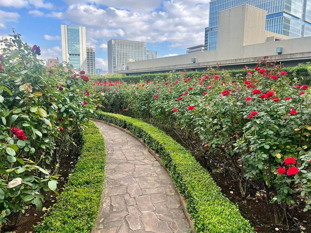 ホテル ニューオータニさんのインスタグラム写真 - (ホテル ニューオータニInstagram)「【本日のレッドローズガーデン／Red Rose Garden Virtual Tour🌹】  引き続き最盛期を迎えているレッドローズガーデン。限定公開は今週日曜日までです。  If you love this photo as we do, please comment with a🌹 stamp! ＊素敵！と思ったら🌹のスタンプをコメントしてください。  🌹レッドローズガーデンスペシャルマンス Red Rose Garden Special Month  2023年9月23日（土・祝）～10月22日（日） September 23- October 22 2023  30種3万輪のバラが咲き誇る屋上庭園Red Rose Gardenを一部の方に向けて特別に開放！期間限定イベントや入場券付きレストランプランを販売しております。  都心の"秘密の花園"で、優雅なひとときをお過ごしください。  The Red Rose Garden, is a rooftop garden with 30,000 roses of 30 different varieties in bloom, now opens to the public! For a limited-time special events will also be held.  Please enjoy a moment of elegance in our "secret garden" in the heart of the city.  ◇ご予約・詳細は@hotelnewotanitokyo プロフィールのURLより「Red Rose Garden」バナーをタップ👆  For reservations and details, tap the "Red Rose Garden" banner from the URL in @hotelnewotanitokyo's profile.  《レッドローズガーデンスペシャルマンス🌹》  期間：2023年9月23日（土・祝）～10月22日（日） 時間：10:00～17:00（最終入場16:30）  入園対象者： ♦ニューオータニクラブ会員の皆さま（ご同伴のお客さまは2名さままで） ♦ホテルニューオータニ（東京）にご宿泊中のすべてのお客さま ♦レッドローズガーデンイベントにご参加のお客さま ♦レッドローズガーデン入場券付レストランプランをご利用のお客さま ♦ご記入済みのニューオータニクラブ入会申込書をご持参の方（1グループ3名さままで） ♦ニューオータニクラブVISAカードのオンライン入会お申し込みをお済みの方（1グループ3名さままで） ※お申し込み番号やお申し込み受付のお知らせメールなど、ご証明のものをご提示いただきます。  #レッドローズガーデン #ローズガーデン #バラ園 #バラ #バラのある暮らし #ガーデニング  #rosegarden #roses #redrosegarden  #ホテル #東京ホテル #ホテルステイ  #ホテルニューオータニ #ニューオータニ #hotelnewotani #newotani #赤坂見附 #赤坂 #四ツ谷 #紀尾井町  #tokyo #japan #tokyotrip  #tokyotravel #tokyohotel  #virtualtour #forbestravelguide #futuretravelguide #thepreferredlife」10月18日 19時23分 - hotelnewotanitokyo