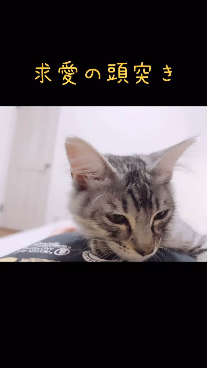 こじめのインスタグラム：「下僕1号(ママ)にべったりなムニちゃん❤️   #ねこのいる生活  #にゃんすたぐらむ  #サバ白」