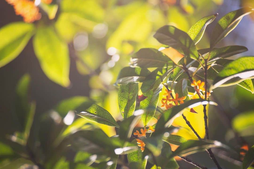 八芳園さんのインスタグラム写真 - (八芳園Instagram)「秋の訪れを告げる「金木犀」。 八芳園の正門をくぐると甘い香りがふわりと漂います。  強い芳香の影でささやかに咲く橙色の小さな花の控えめな様子から、「謙遜」「真実」「気高さ」という花言葉がつけられたそう。  日本庭園のなだらかな丘にも、優しく甘い香りが風に乗って届きます。  小さな秋の趣をお愉しみください。  🍂🍁🍂  #八芳園 #happoen #結婚式場 #日本庭園 #寒露 #二十四節気 #散歩   #金木犀 #キンモクセイ #flowerstagram #flower_daily #はなまっぷ #私の花の写真 #日本の四季 #はなすたぐらむ #花のある暮らし #玉ボケ   #カメラ部 #写真好きな人と繋がりたい #東京カメラ部   #japanesegarden #japan_of_insta #jp_views #special_spot #tokyo #japan_daytime_view #ig_jp #japanoinsta #japantravel #tokyotrip」10月18日 19時31分 - happoen