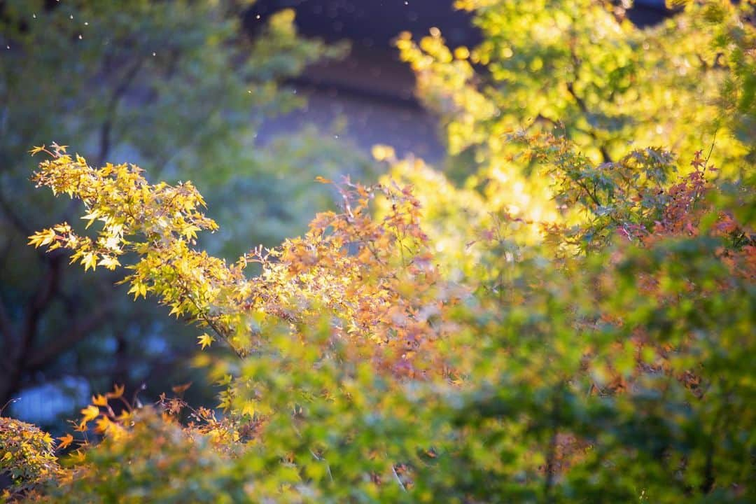 八芳園さんのインスタグラム写真 - (八芳園Instagram)「秋の訪れを告げる「金木犀」。 八芳園の正門をくぐると甘い香りがふわりと漂います。  強い芳香の影でささやかに咲く橙色の小さな花の控えめな様子から、「謙遜」「真実」「気高さ」という花言葉がつけられたそう。  日本庭園のなだらかな丘にも、優しく甘い香りが風に乗って届きます。  小さな秋の趣をお愉しみください。  🍂🍁🍂  #八芳園 #happoen #結婚式場 #日本庭園 #寒露 #二十四節気 #散歩   #金木犀 #キンモクセイ #flowerstagram #flower_daily #はなまっぷ #私の花の写真 #日本の四季 #はなすたぐらむ #花のある暮らし #玉ボケ   #カメラ部 #写真好きな人と繋がりたい #東京カメラ部   #japanesegarden #japan_of_insta #jp_views #special_spot #tokyo #japan_daytime_view #ig_jp #japanoinsta #japantravel #tokyotrip」10月18日 19時31分 - happoen