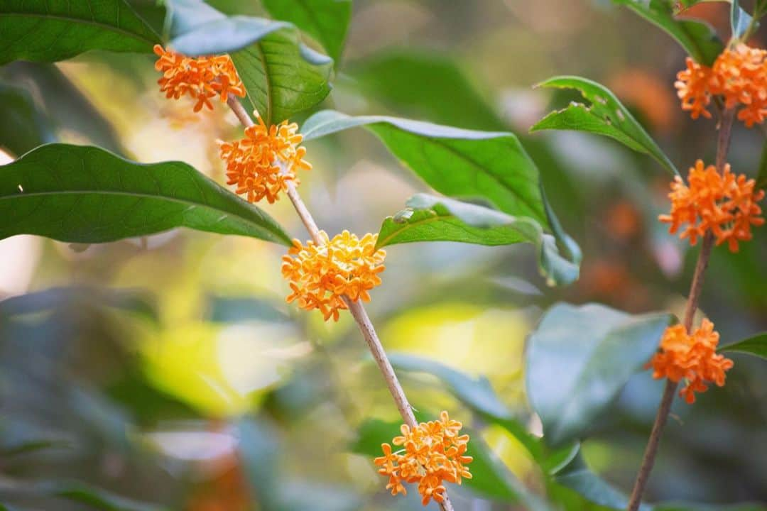 八芳園さんのインスタグラム写真 - (八芳園Instagram)「秋の訪れを告げる「金木犀」。 八芳園の正門をくぐると甘い香りがふわりと漂います。  強い芳香の影でささやかに咲く橙色の小さな花の控えめな様子から、「謙遜」「真実」「気高さ」という花言葉がつけられたそう。  日本庭園のなだらかな丘にも、優しく甘い香りが風に乗って届きます。  小さな秋の趣をお愉しみください。  🍂🍁🍂  #八芳園 #happoen #結婚式場 #日本庭園 #寒露 #二十四節気 #散歩   #金木犀 #キンモクセイ #flowerstagram #flower_daily #はなまっぷ #私の花の写真 #日本の四季 #はなすたぐらむ #花のある暮らし #玉ボケ   #カメラ部 #写真好きな人と繋がりたい #東京カメラ部   #japanesegarden #japan_of_insta #jp_views #special_spot #tokyo #japan_daytime_view #ig_jp #japanoinsta #japantravel #tokyotrip」10月18日 19時31分 - happoen