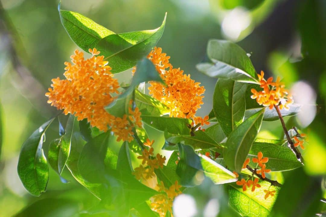 八芳園のインスタグラム：「秋の訪れを告げる「金木犀」。 八芳園の正門をくぐると甘い香りがふわりと漂います。  強い芳香の影でささやかに咲く橙色の小さな花の控えめな様子から、「謙遜」「真実」「気高さ」という花言葉がつけられたそう。  日本庭園のなだらかな丘にも、優しく甘い香りが風に乗って届きます。  小さな秋の趣をお愉しみください。  🍂🍁🍂  #八芳園 #happoen #結婚式場 #日本庭園 #寒露 #二十四節気 #散歩   #金木犀 #キンモクセイ #flowerstagram #flower_daily #はなまっぷ #私の花の写真 #日本の四季 #はなすたぐらむ #花のある暮らし #玉ボケ   #カメラ部 #写真好きな人と繋がりたい #東京カメラ部   #japanesegarden #japan_of_insta #jp_views #special_spot #tokyo #japan_daytime_view #ig_jp #japanoinsta #japantravel #tokyotrip」