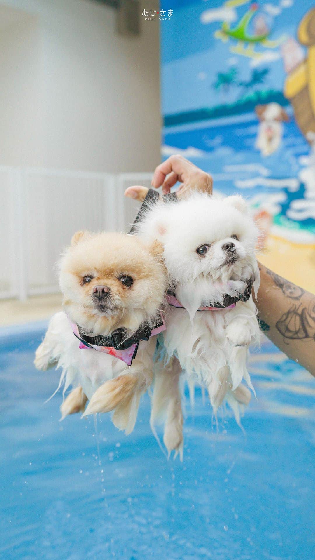 のインスタグラム：「ว่ายน้ำเย็นชื่นใจ 🏊‍♂️ ตอนนี้สระว่ายน้ำร้านพี่ควิ้นท์ 🐶@captainquintparadise เปิดแล้วนะค้าบ」