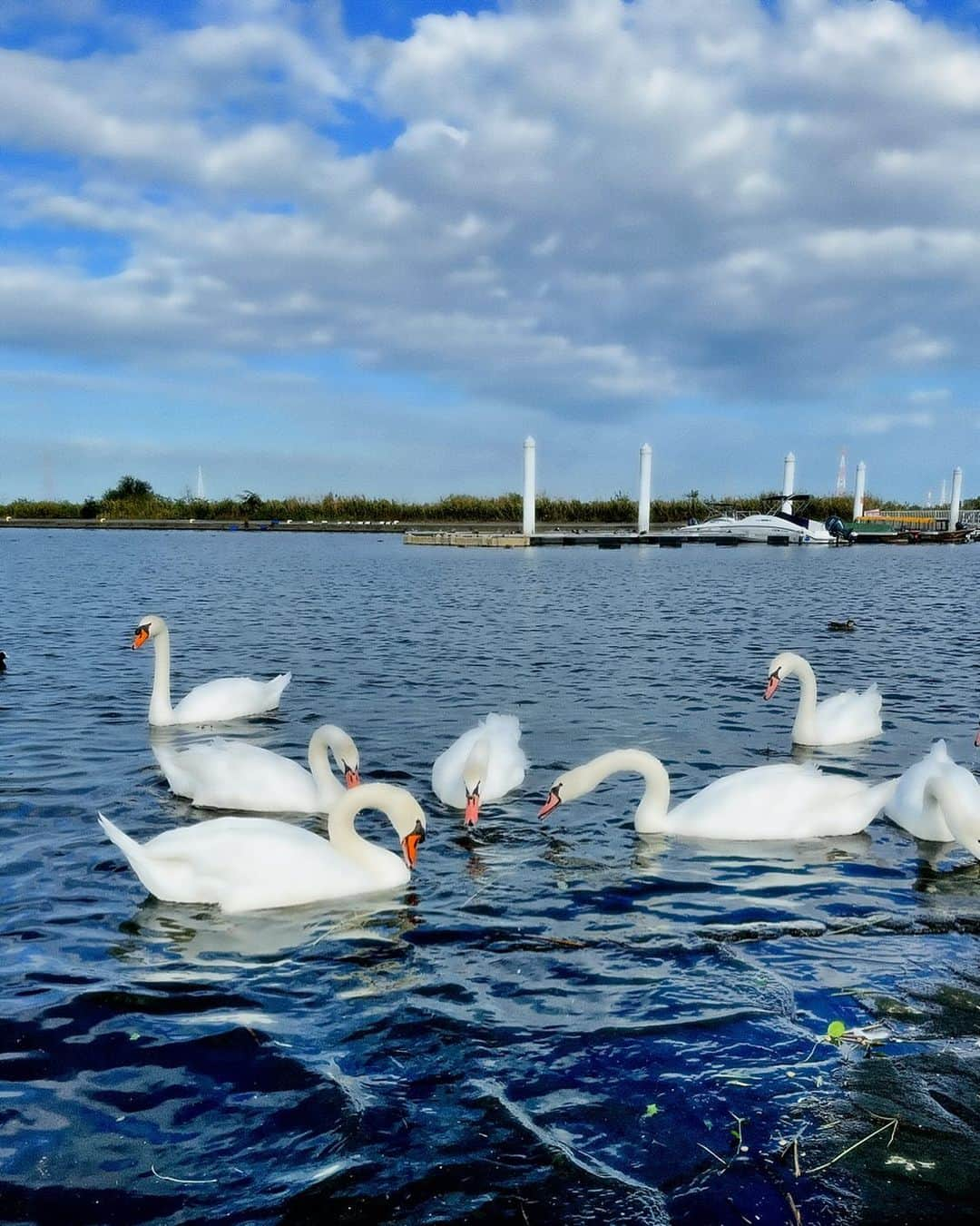 田名部生来さんのインスタグラム写真 - (田名部生来Instagram)「🦢 白鳥の水かきかは知らないけど 食うため生きるため 毎日、必死なんどす。 他人と美しさを 比べる余裕なんて ありゃしまへん。 って言ってる感じはしました。  勉強になりました。」10月18日 19時47分 - mnkspnpn