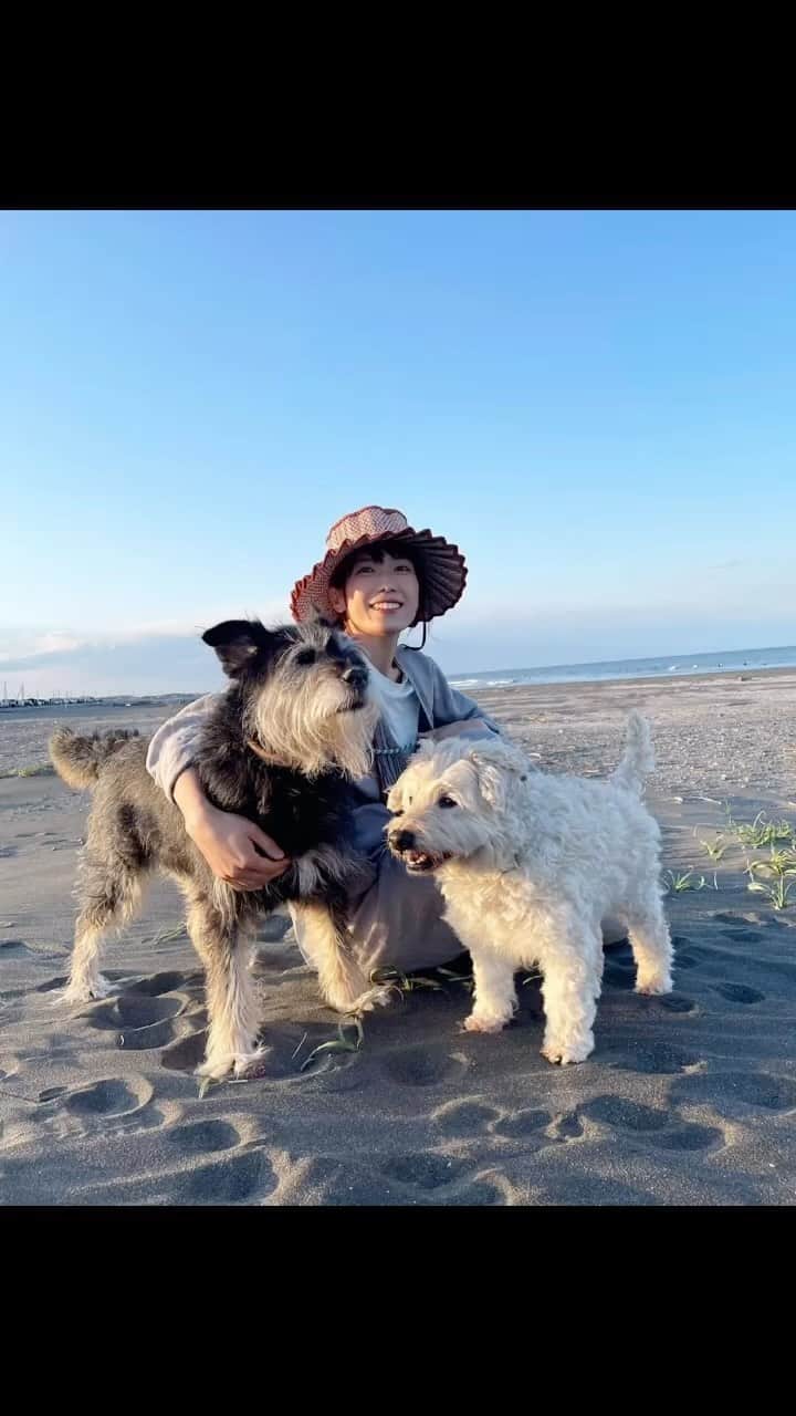 のインスタグラム：「♨️♨️♨️  既に懐かしい写真が出てきた😌🌱  これっていつだっけな？  何年前だっけな？  思い出せないけれど  変わらないわたしたちが いつもと変わらず海散歩して hatoさんが笑いながら写真を撮る  あまり乗り気じゃないペヤングと いつだって絵になるオド  そして嬉しそうな わたし  今も昨日も一昨日だって こんな毎日だ(愛)  #20231018 #kaicoの好日 #いぬとわたし #犬とわたし #元保護犬 #保護犬を家族に」