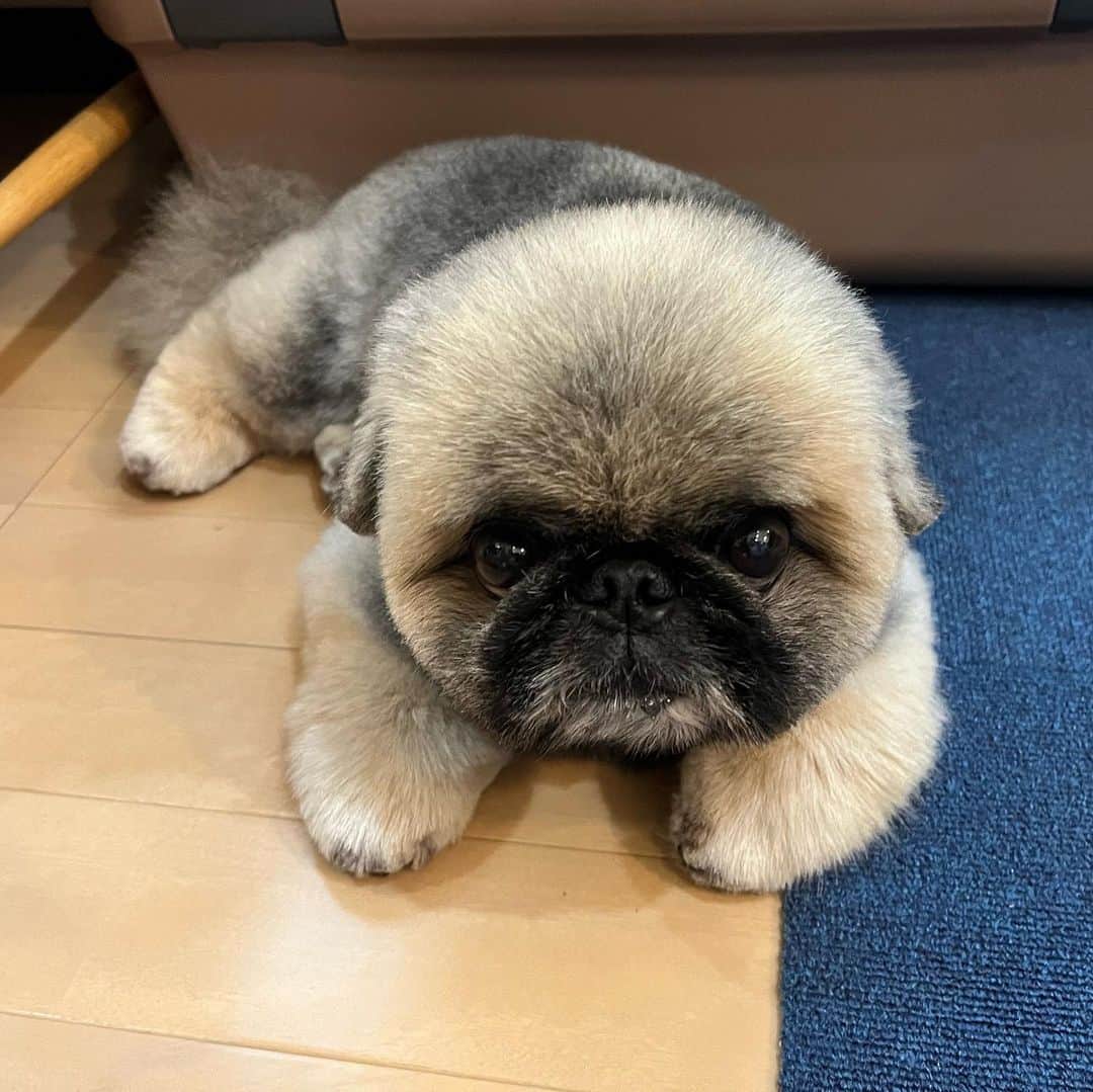 いぶそらさんのインスタグラム写真 - (いぶそらInstagram)「また撮ってる〜📸👀 クールな視線とこのあんよ🐾🐾 好きなんだよね〜😂🐶💕💕  #cooleyes  #あんよ #kawaii  See you👋  #pekingese#老犬#短足#ペットのいる暮らし#fluffy#cutedog #페키니즈 #ペキニーズ#鼻ぺちゃ」10月18日 20時03分 - ku_ibusora