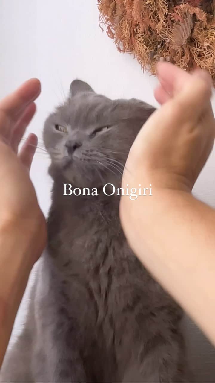 樋口正樹のインスタグラム：「Bona Onigiri 🍙  ボナさんの顔撫でリール。 されるがままにニギニギ 猫のおにぎりアクション🤗  . #されるがまま #まんざらでもない #マッサージ #小顔効果 #猫おにぎり ##onigiri #britishshorthair #catlovers」