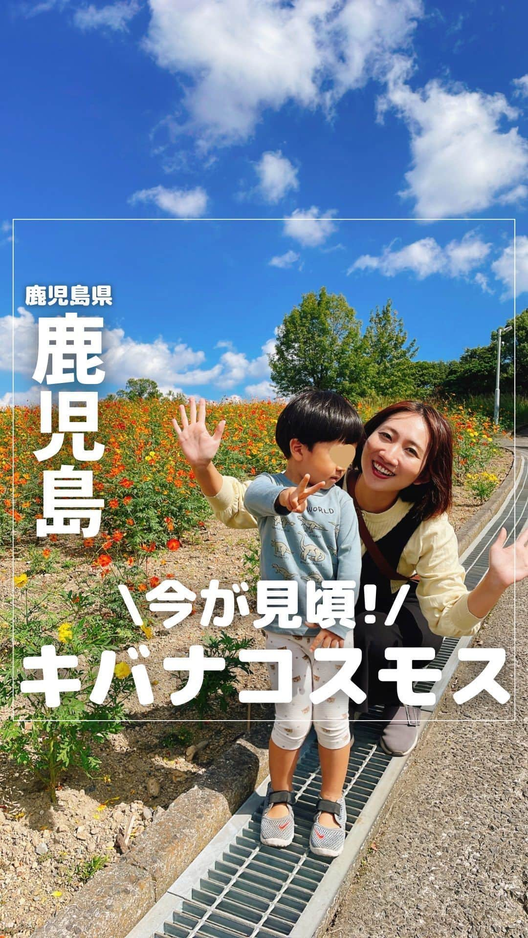 山下智子のインスタグラム：「@tomoko__yamashita ←鹿児島子連れ・ママが楽しめるスポットやランチ  🌼今が見頃！キバナコスモス🌼  この前の日曜日に錦江湾公園へ🛝に キバナコスモスが見頃を迎えていました✨  黄色とオレンジのコスモスが風に揺られ ゆらゆら🌼 息子も大興奮で走り回っていました😊  まだつぼみの花もあったので、 今度の土日くらいまで楽しめるんじゃないかなと 個人的には思っています✨  公園の駐車場すぐの小高い丘にありますので、 坂道が少しきついですが🥲 (ベビーカーは大変かもです💦) のぼった先では桜島も望めますよ🌋✨ (そして下りは階段もあります)  ちなみに駐車場周辺では 秋バラも咲いています🌹  コスモスを見た後は 遊具で遊ぶのもおすすめ！ 3歳児もかなり楽しめたので、次回のリールにまとめます🧵  .......................................... ◆𝐋𝐨𝐜𝐚𝐭𝐢𝐨𝐧◆ 🌼錦江湾公園 📍鹿児島県鹿児島市平川町1818 (平川動物公園に隣接する公園です) 🚘駐車場あり 📝遊具もあります🛝 ..........................................  #tomoko__yamashita_kagoshima 「鹿児島」に関する投稿は、 このハッシュタグで検索！  ..........................................  ◆𝑻𝒉𝒂𝒏𝒌𝒔◆ 最後まで読んでくれてありがとうございます❤️  このアカウントは、 鹿児島の子連れスポット・ランチを 発信しています♪  ／ フォロー・いいね・ コメント・保存大歓迎♪ 喜びます🙋‍♀️ ＼  @tomoko__yamashita  ..........................................   #鹿児島 #kagoshima #鹿児島観光 #鹿児島旅行 #鹿児島ドライブ #鹿児島子育て  #鹿児島ママ #鹿児島子連れ #鹿児島子連れおでかけ #鹿児島公園 #鹿児島コスモス #コスモス #キバナコスモス #錦江湾公園 #桜島」