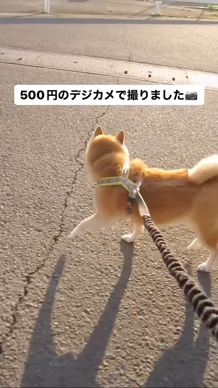 柴犬ハル&保護犬すずのインスタグラム